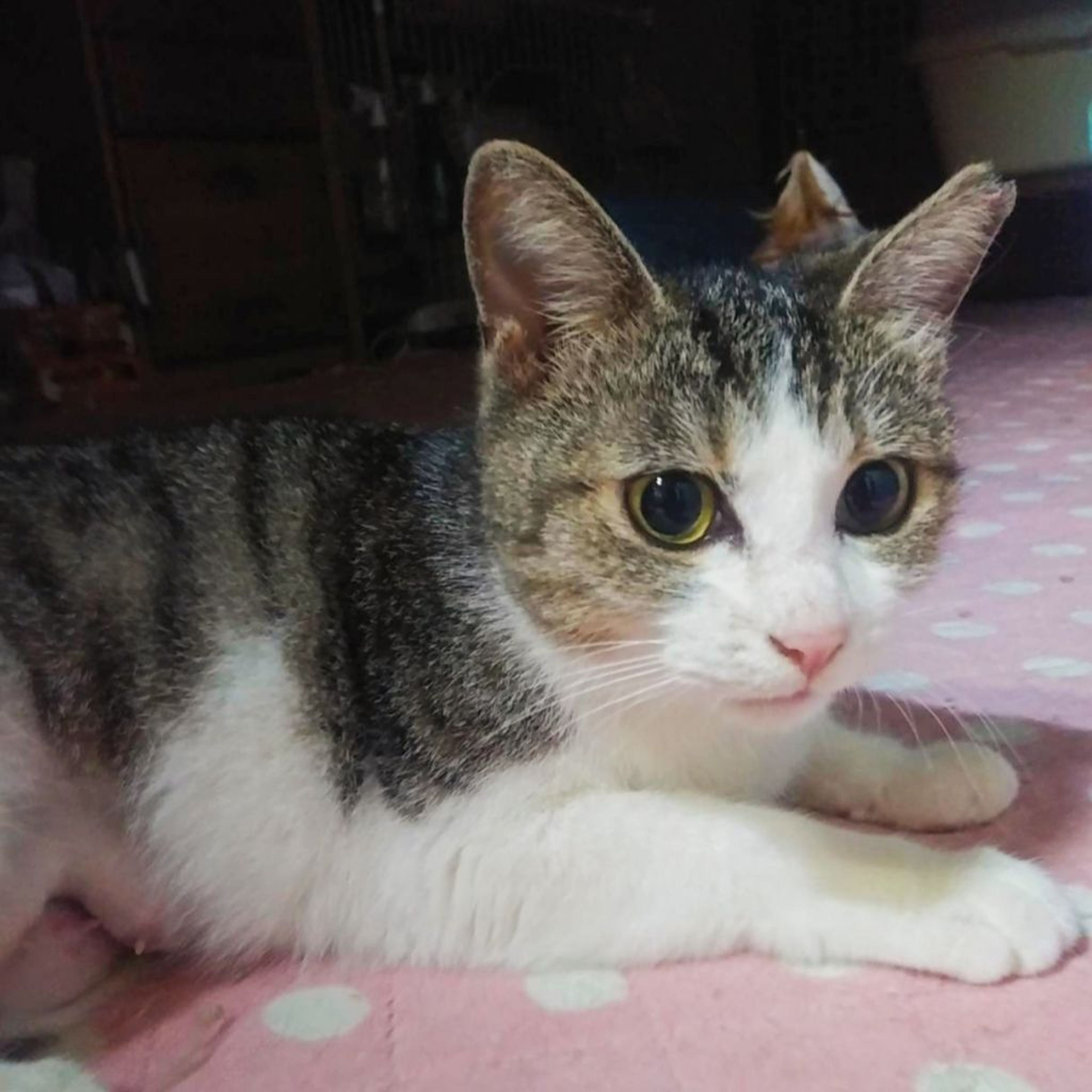 pet-image-3