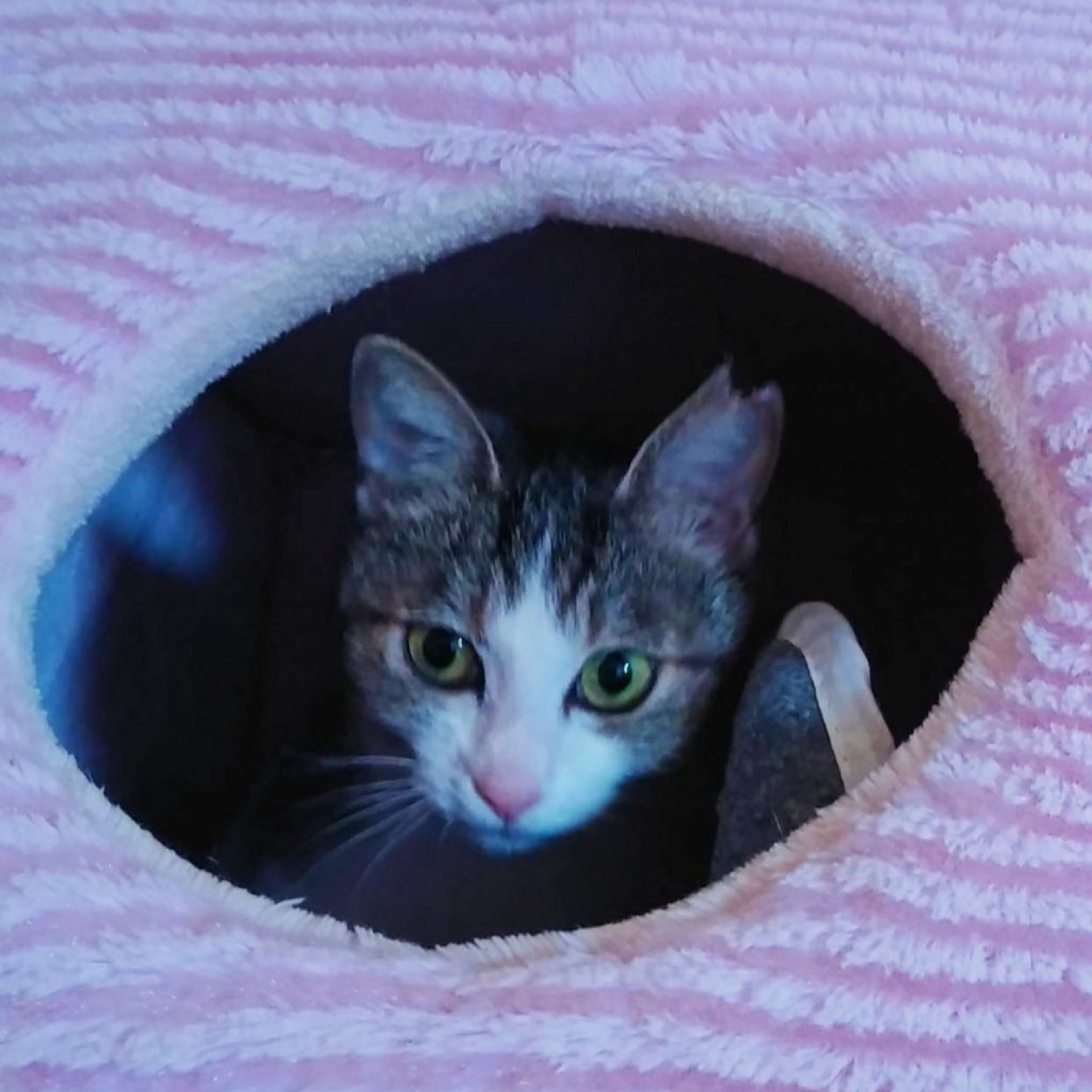 pet-image-4