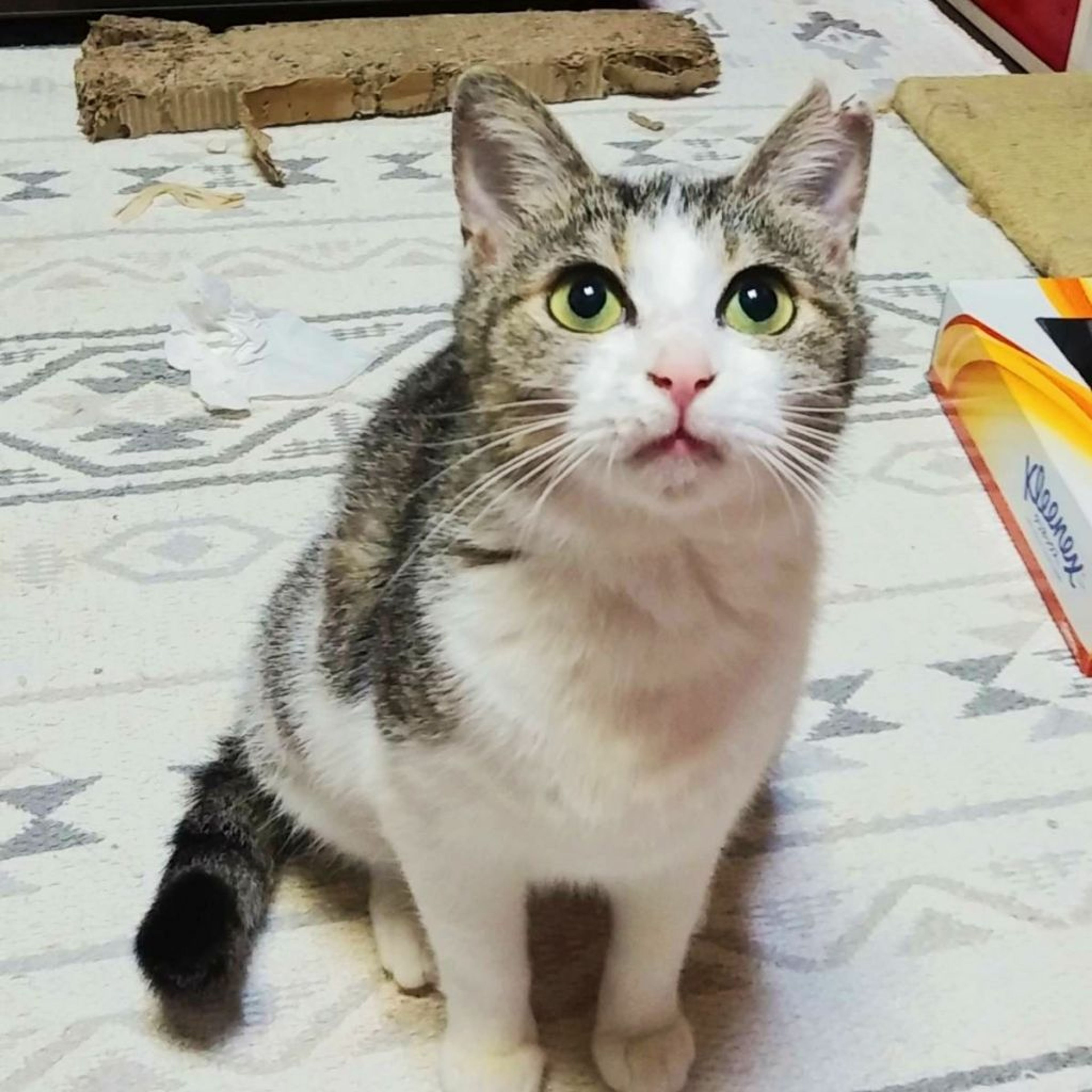 pet-image-5