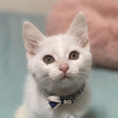 だいくん★ミャオねこ譲渡会で会えますの写真