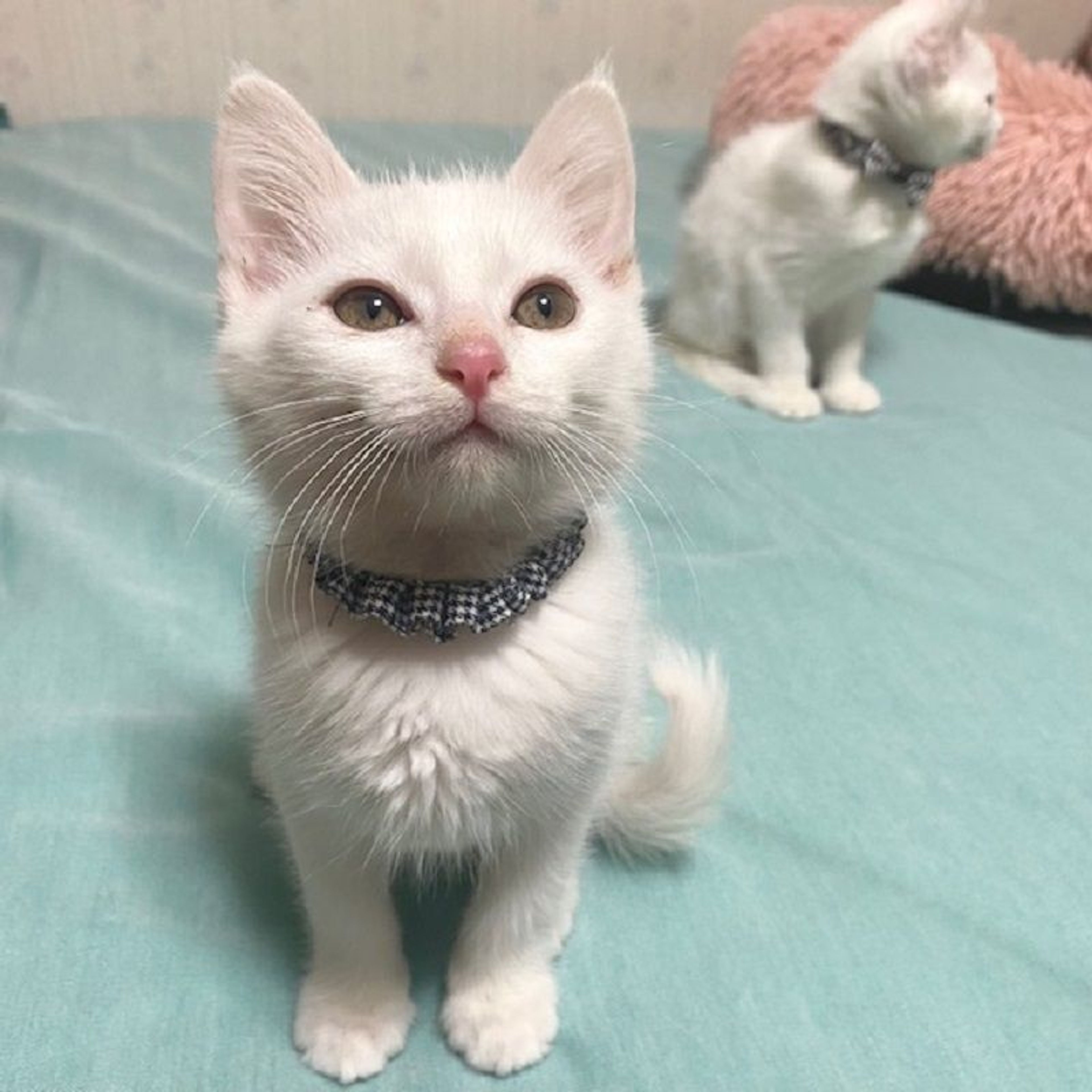 pet-image-3