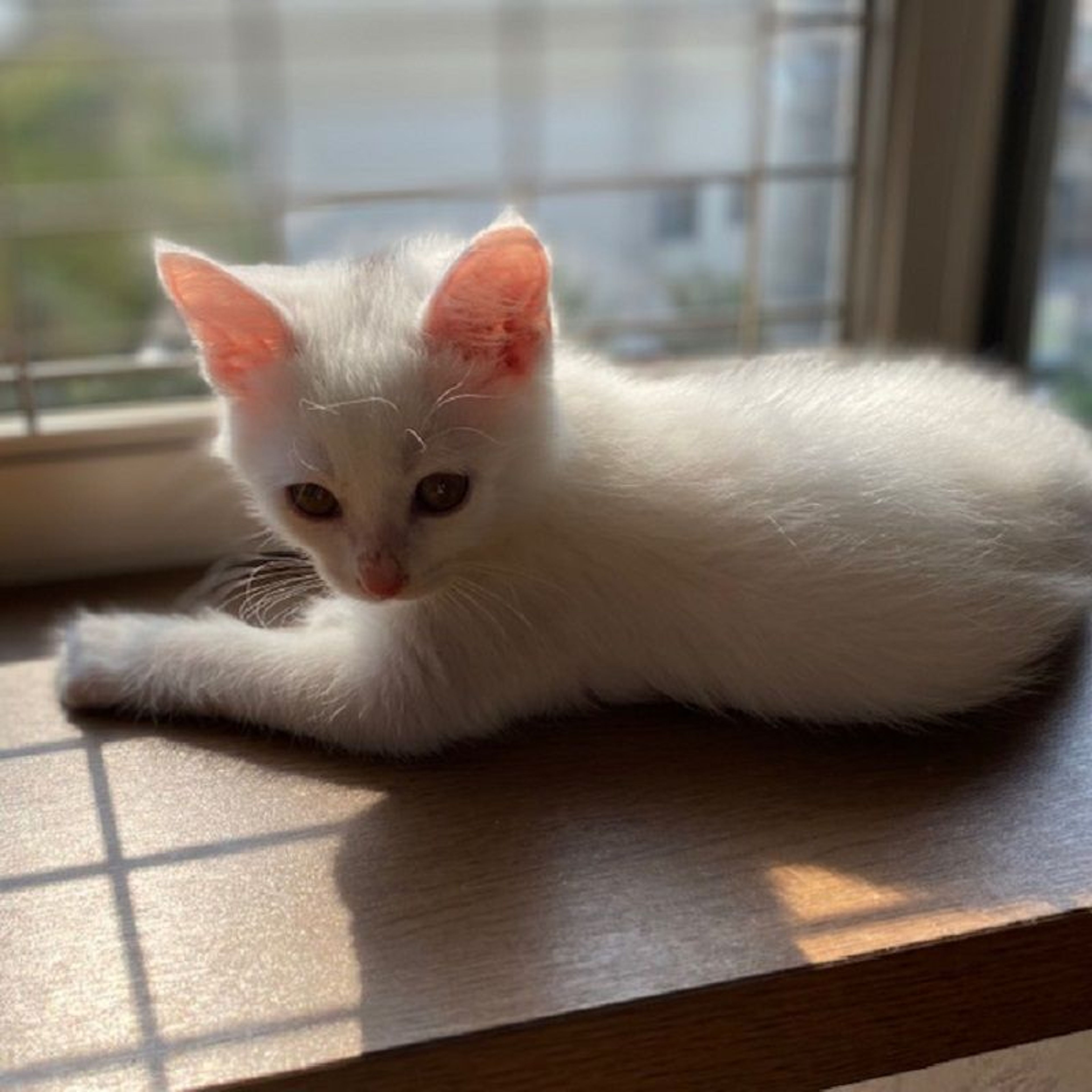 pet-image-4