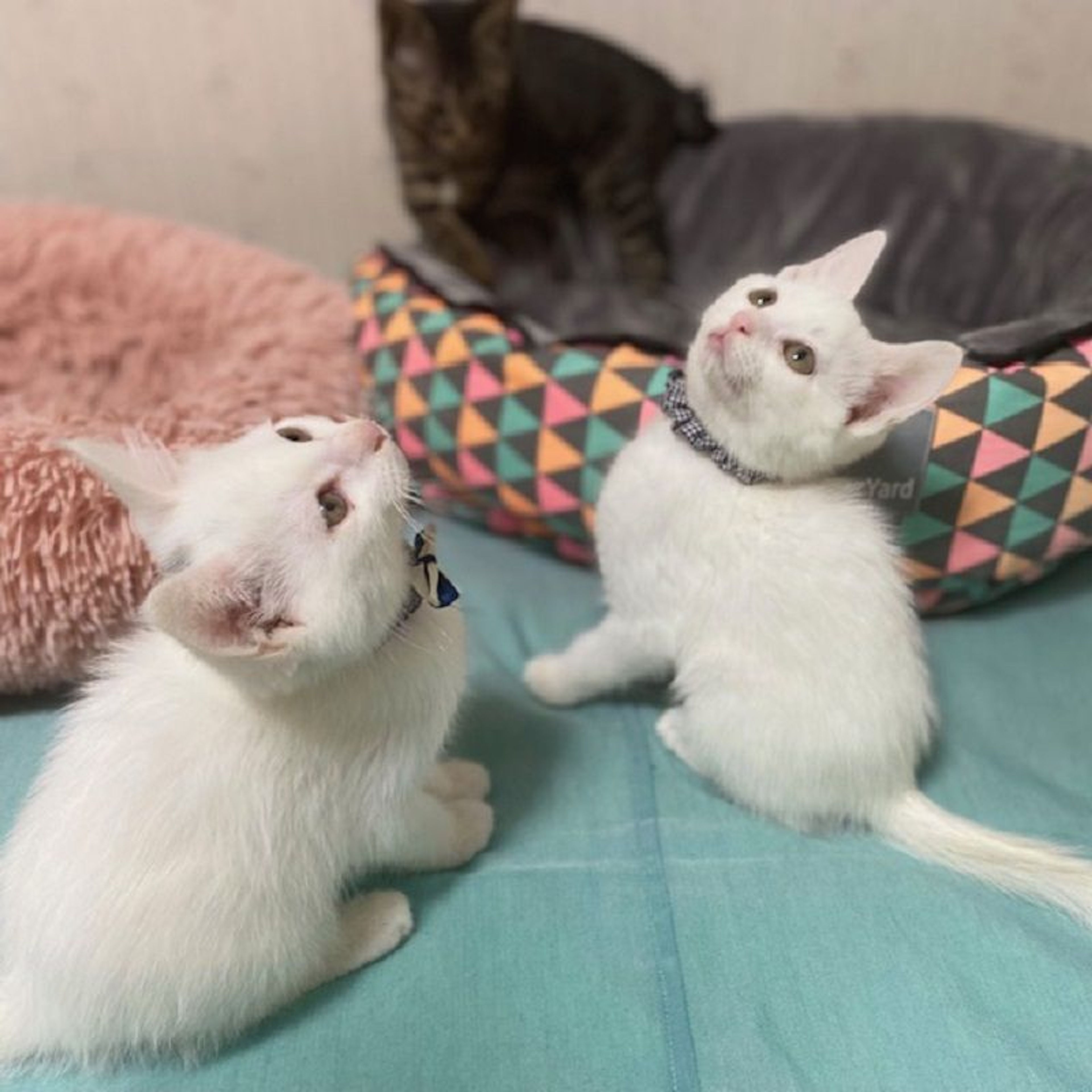 pet-image-5