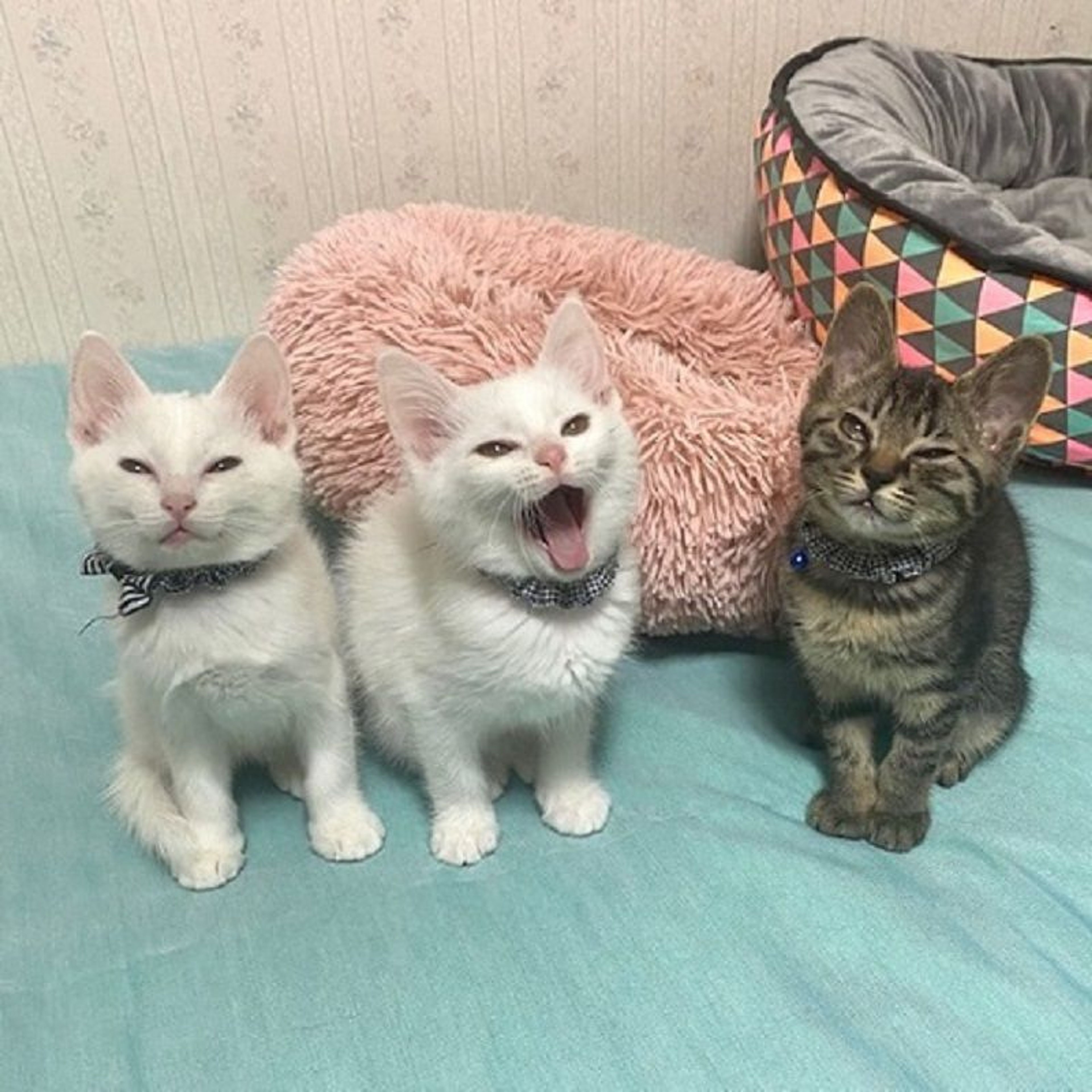 pet-image-6