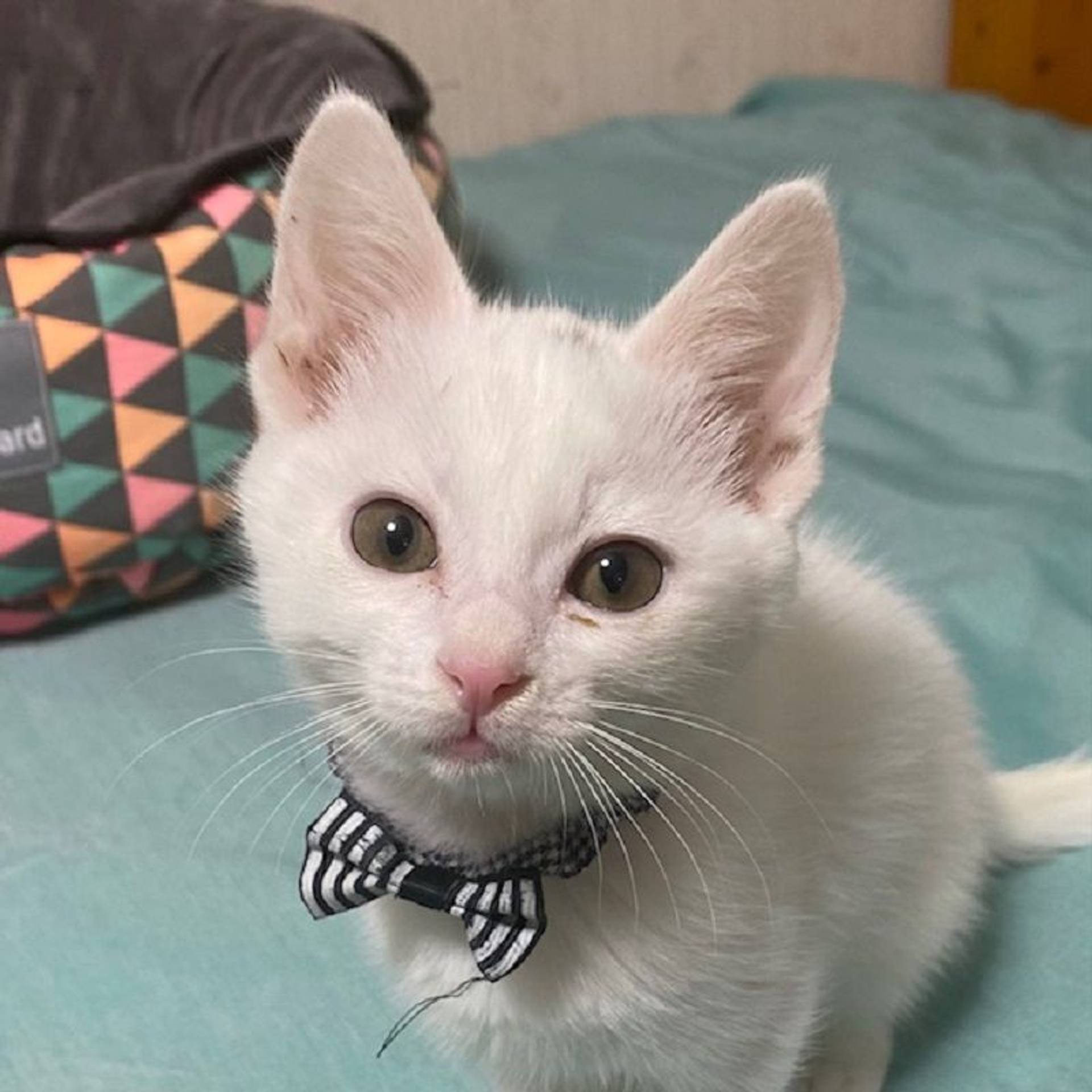 雑種（ミックス猫）・オスの里親募集の写真