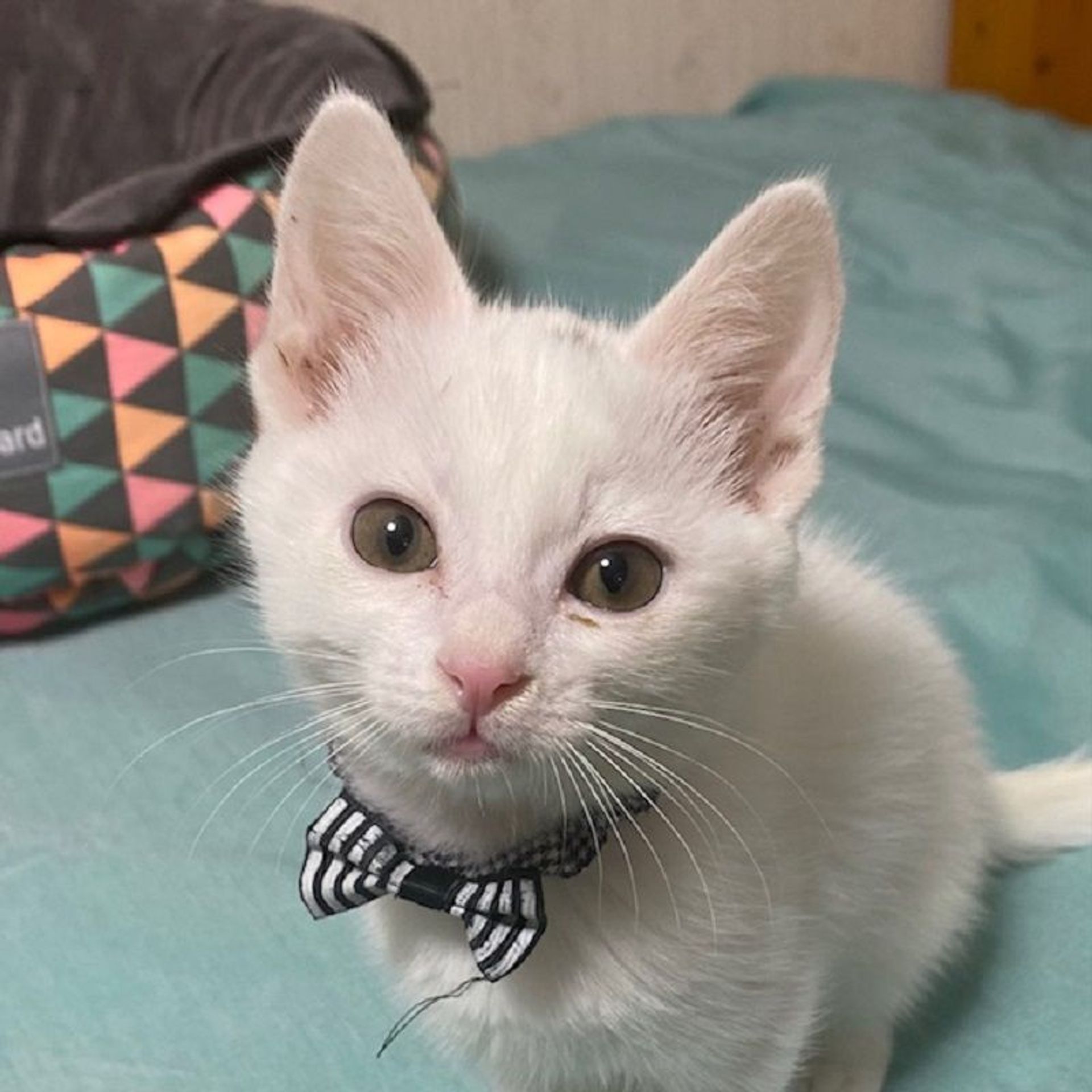 雑種（ミックス猫）・オスの里親募集の写真