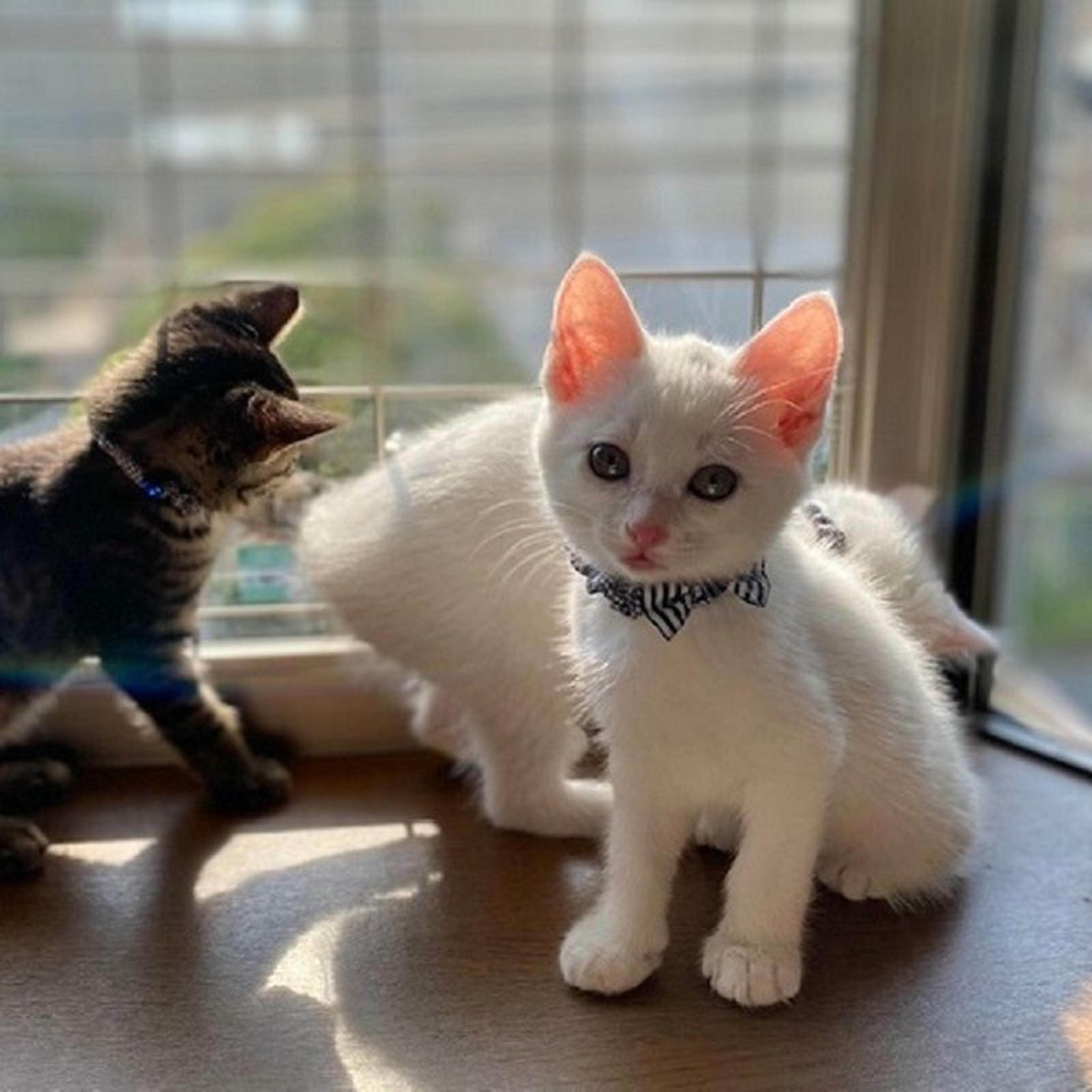 pet-image-2