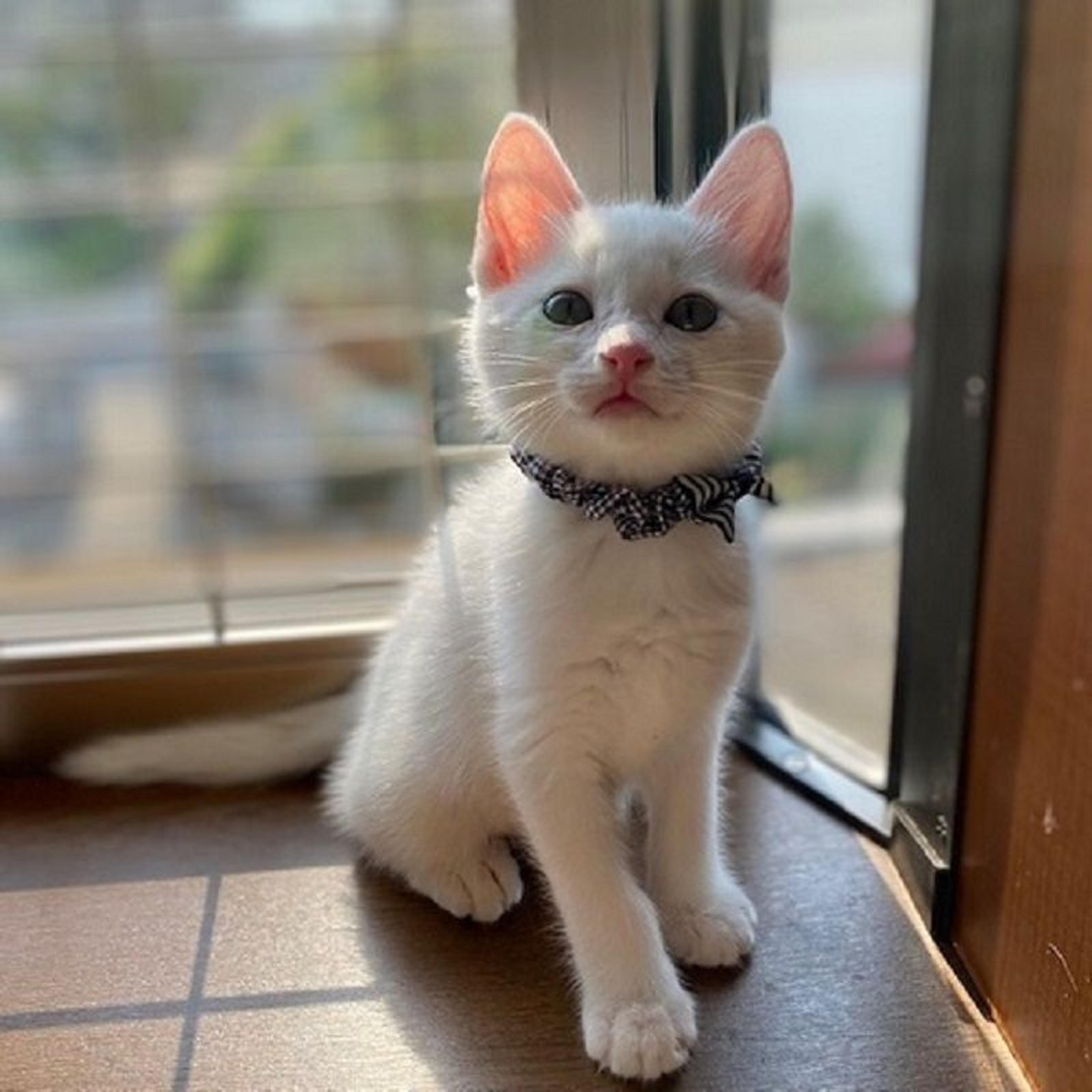 pet-image-3