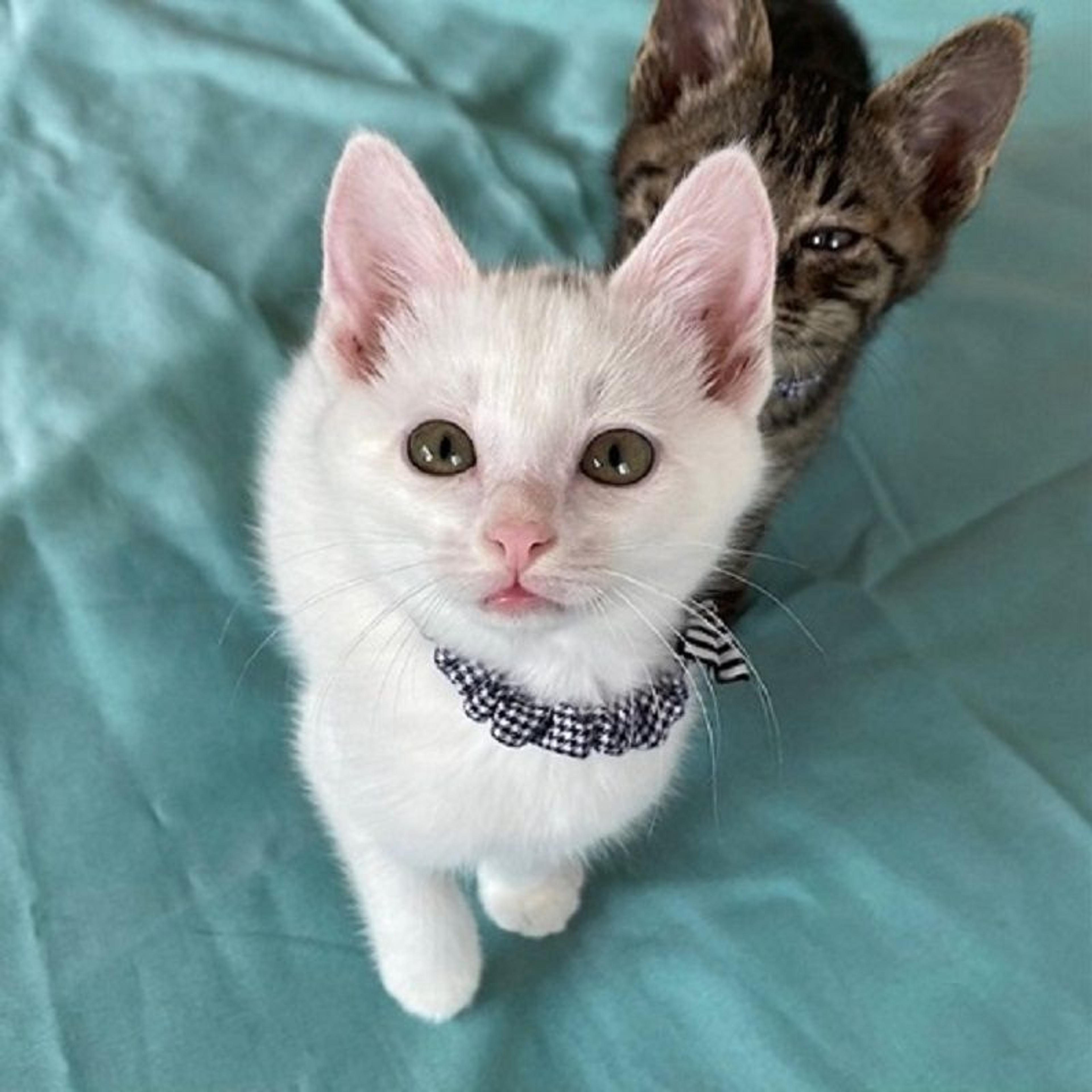 pet-image-4