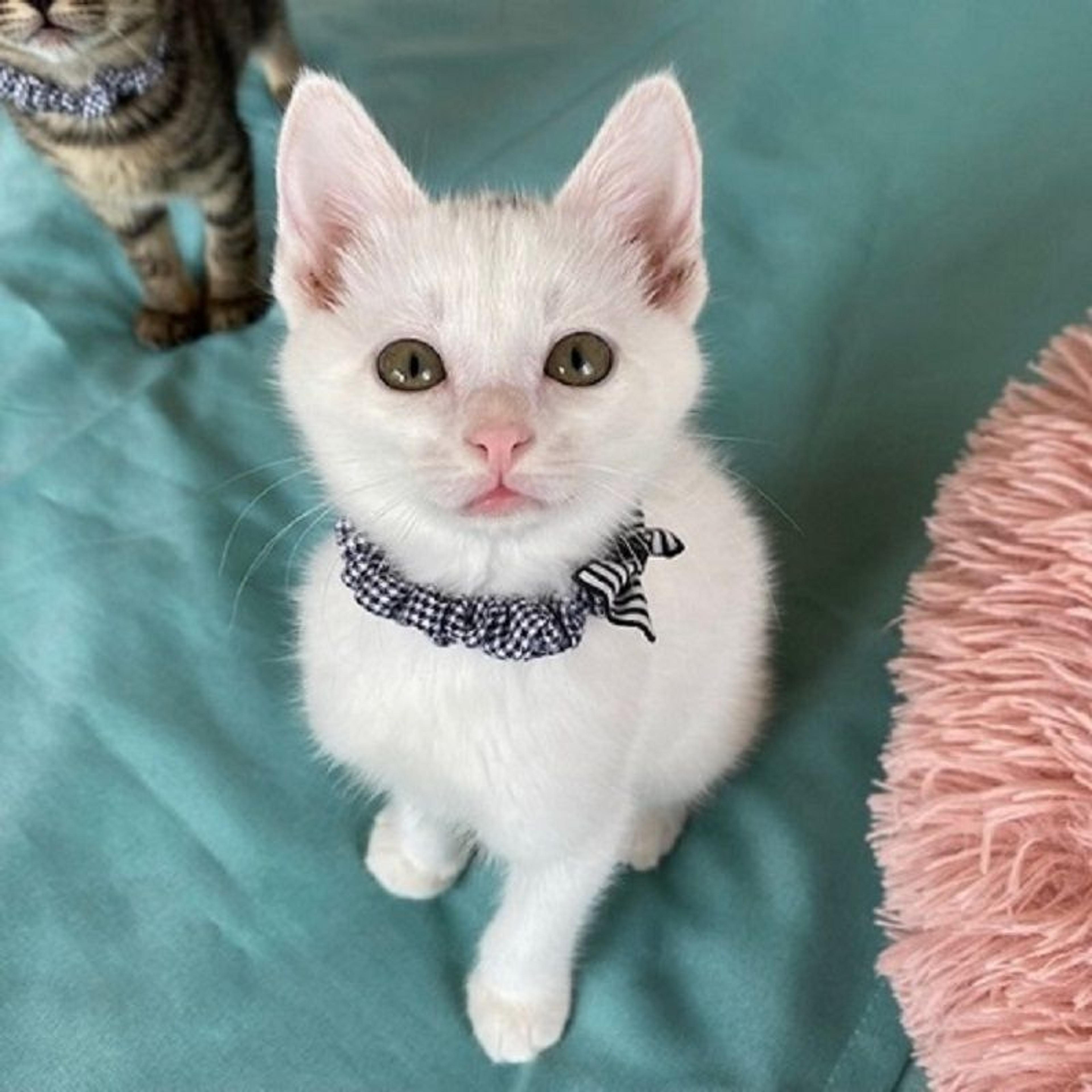 pet-image-5