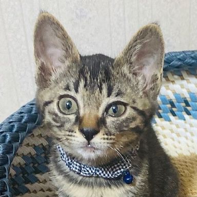 翔くん★5/28(土)ミャオねこ譲渡会で会えますの写真