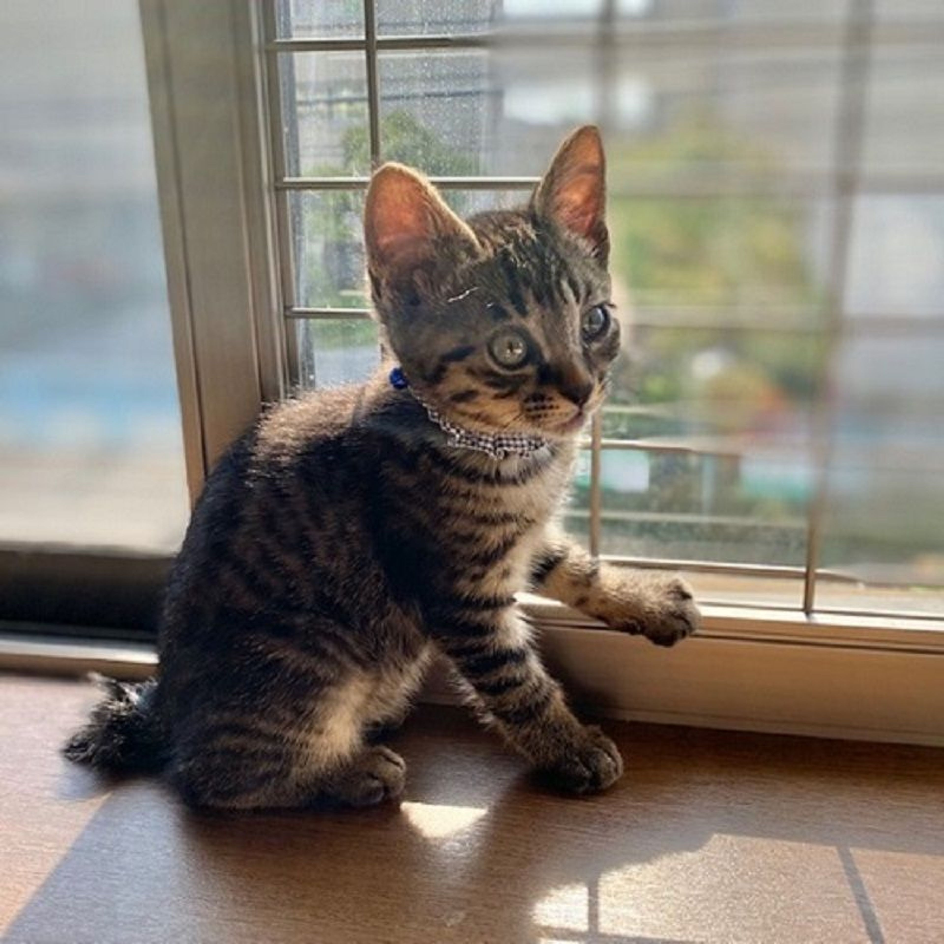 pet-image-2