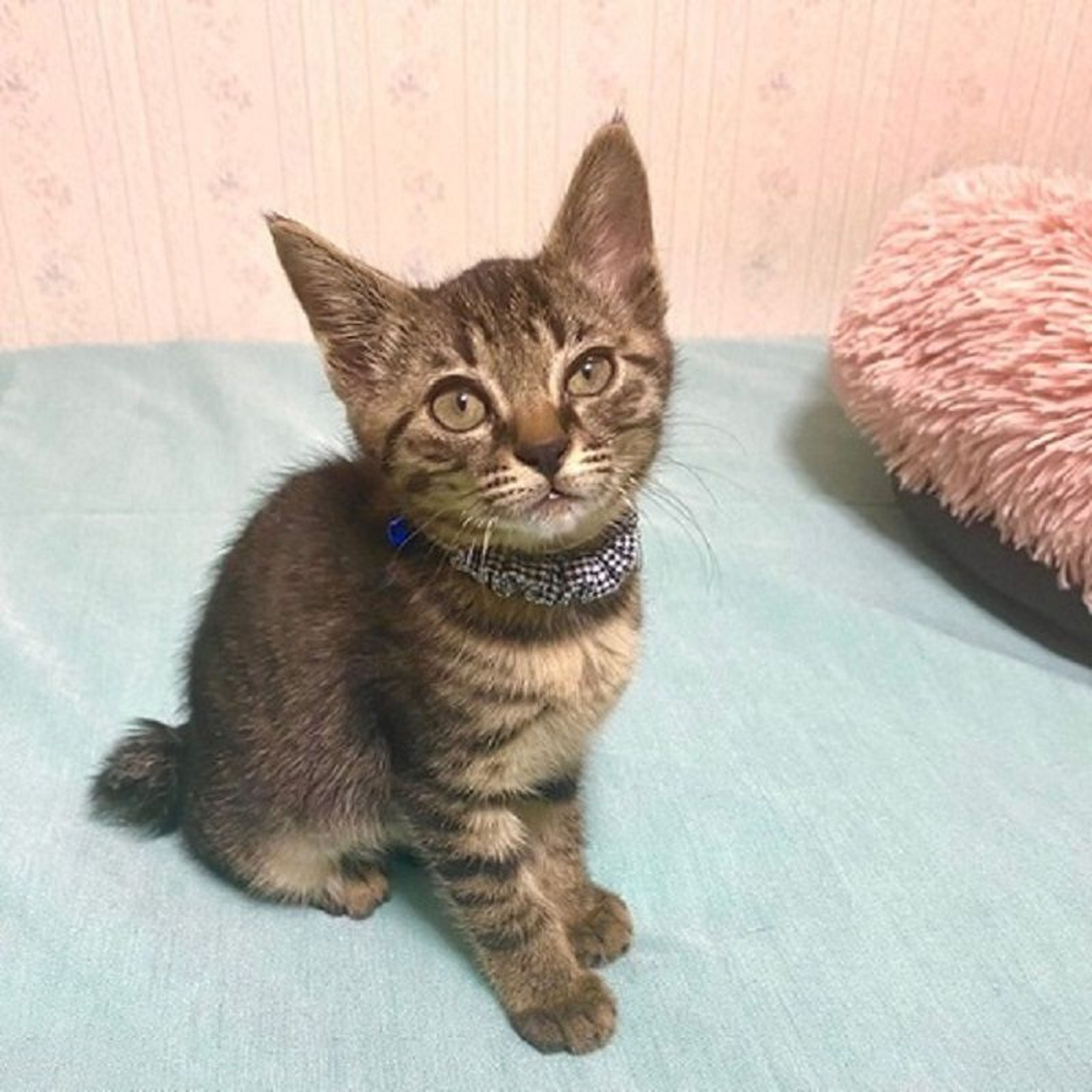 pet-image-3