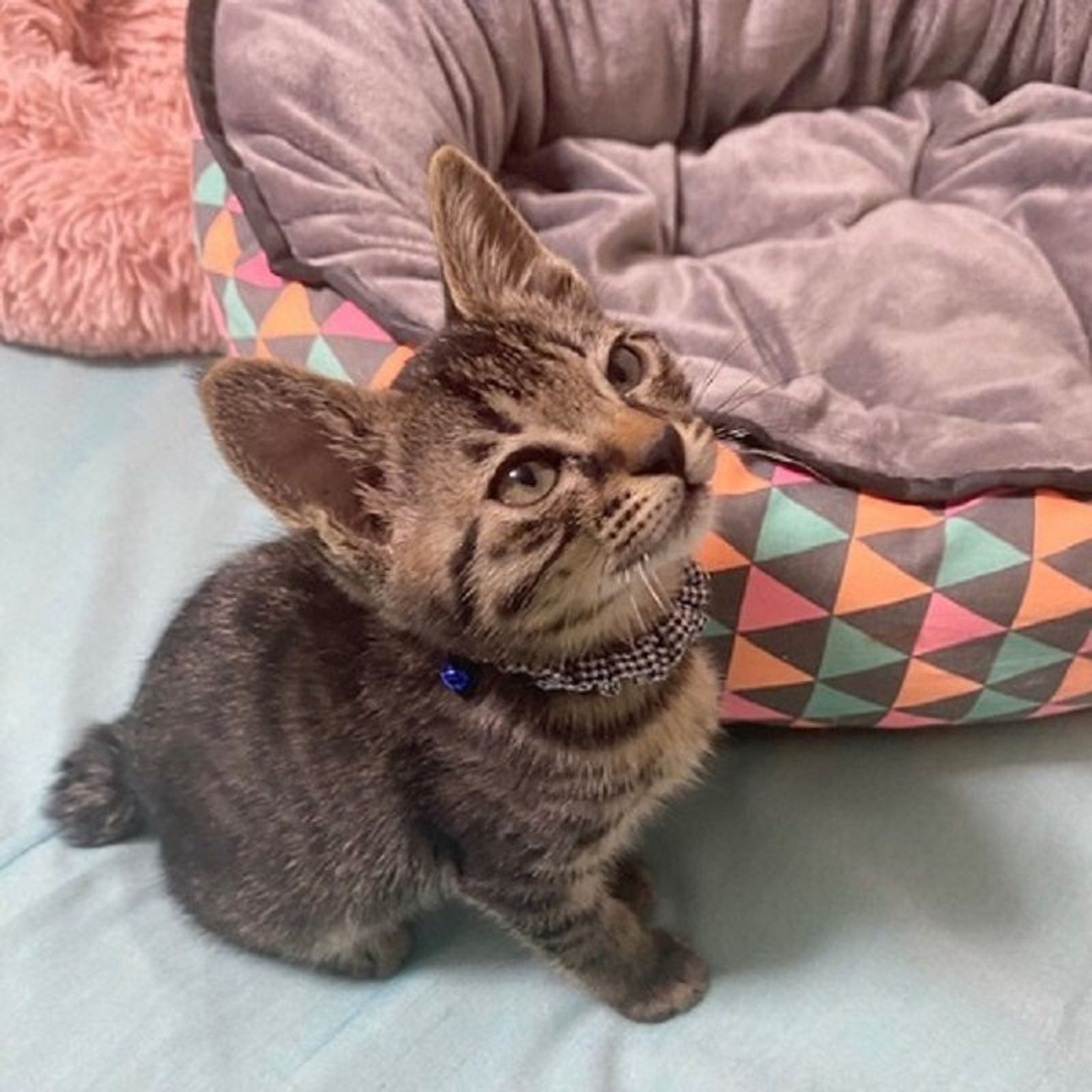 pet-image-4