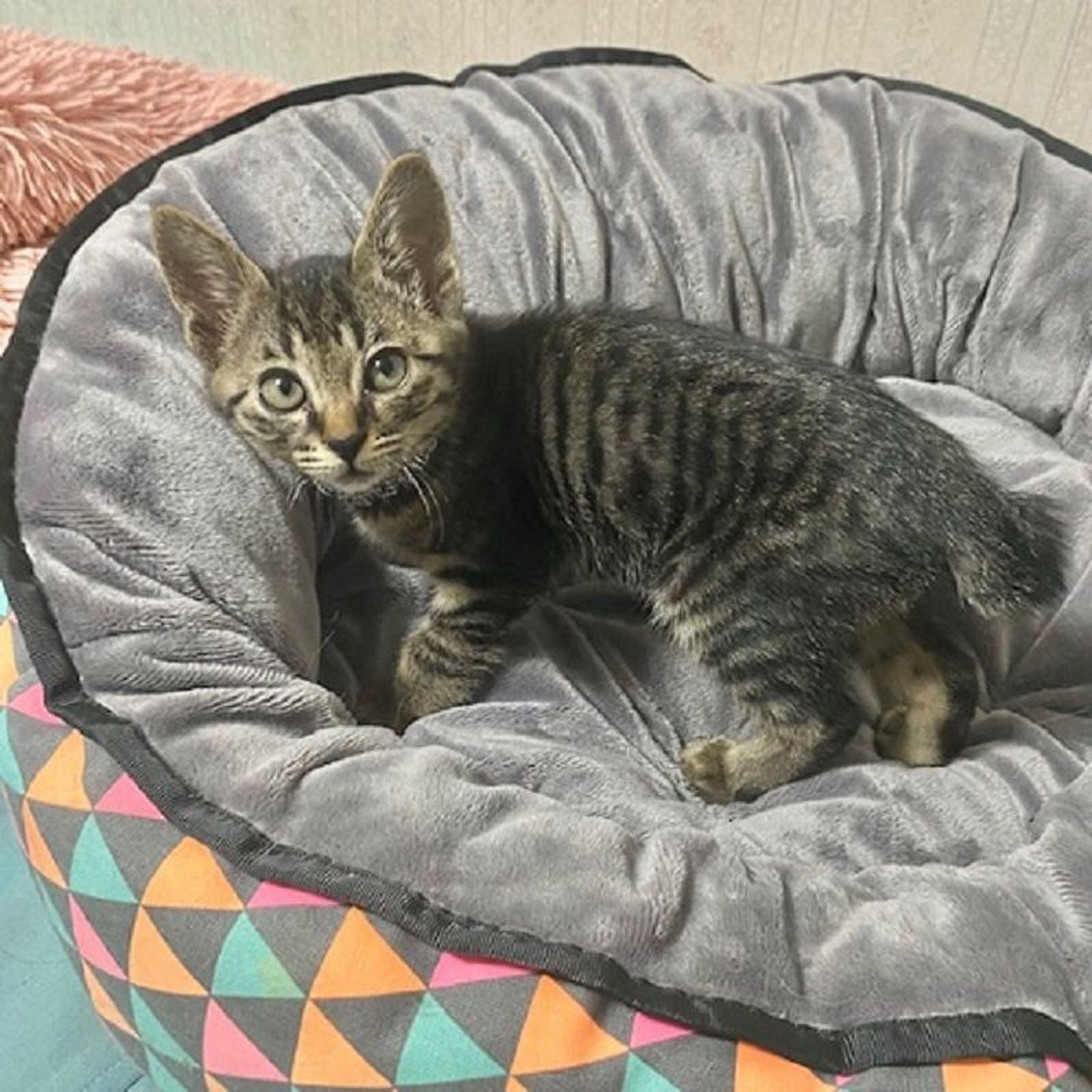 pet-image-5