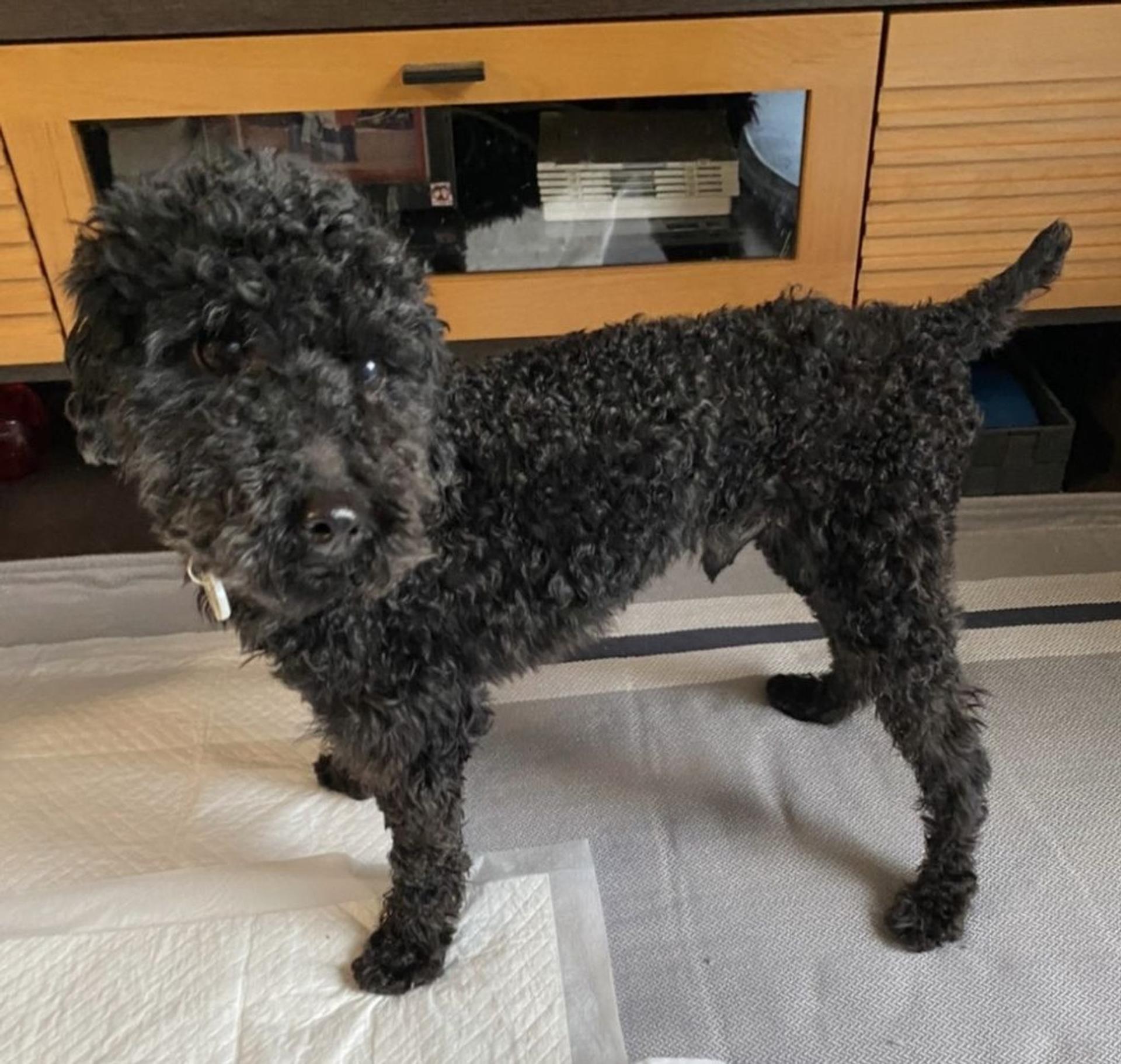 pet-image-3