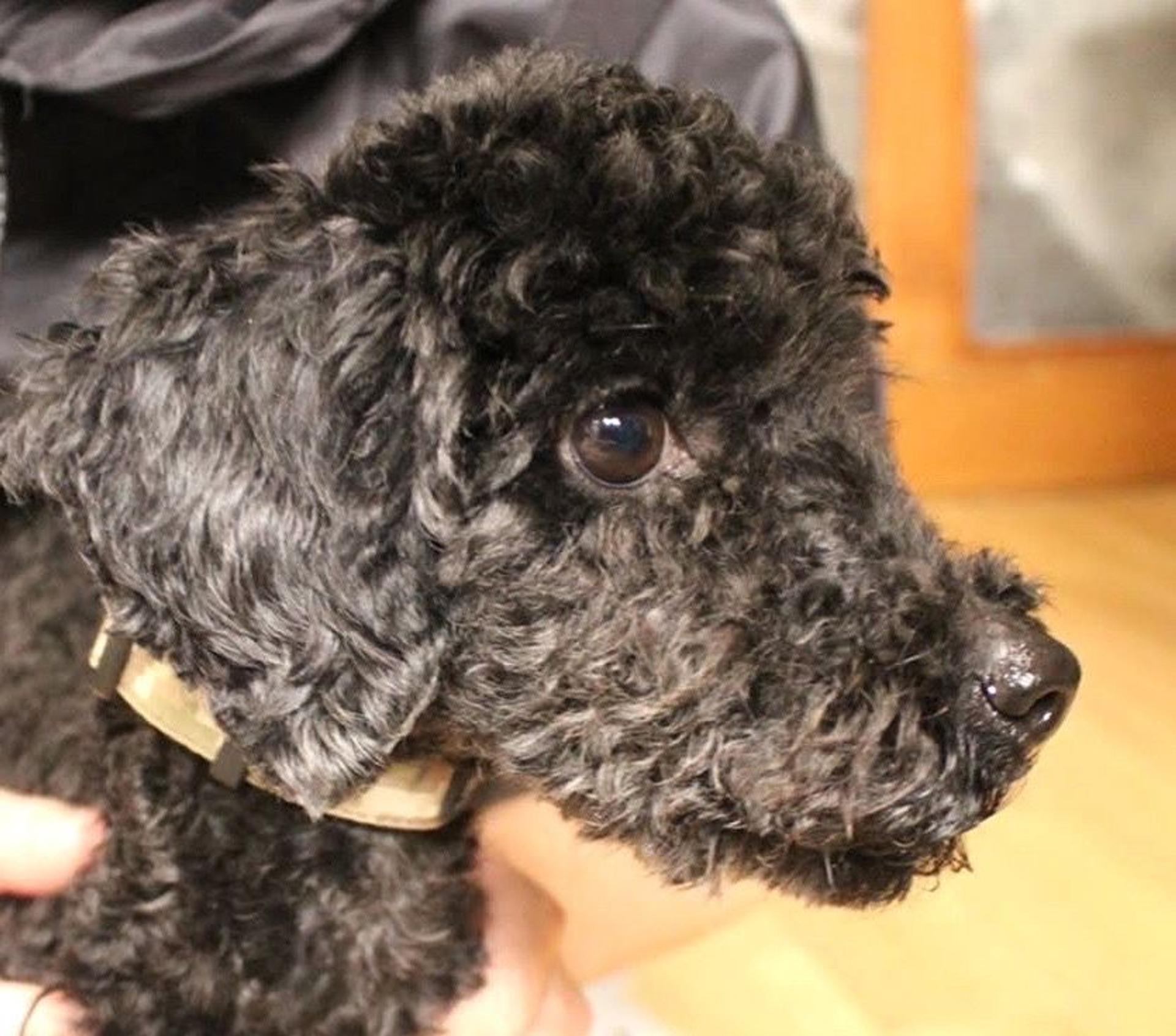 pet-image-5