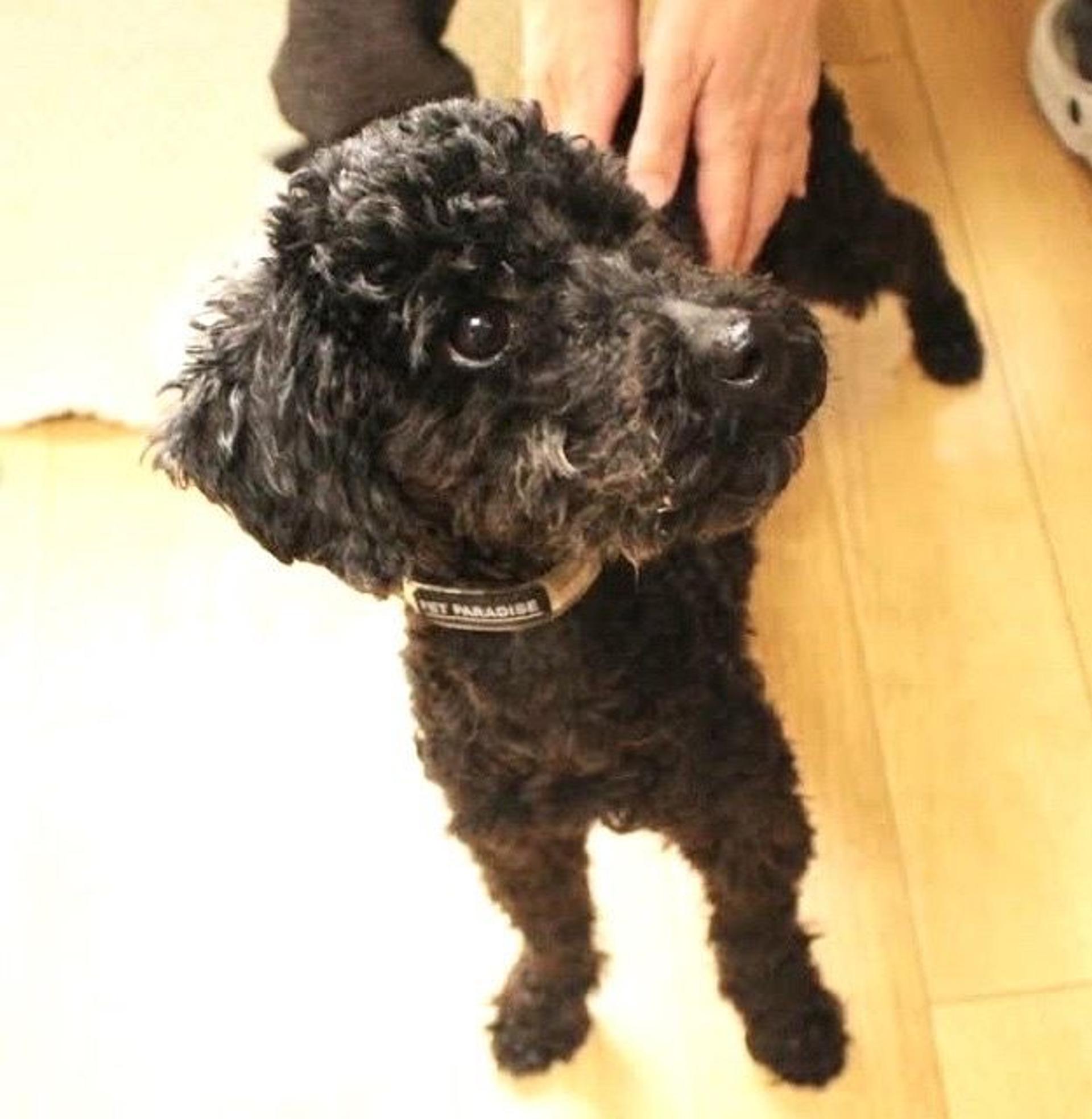 pet-image-7