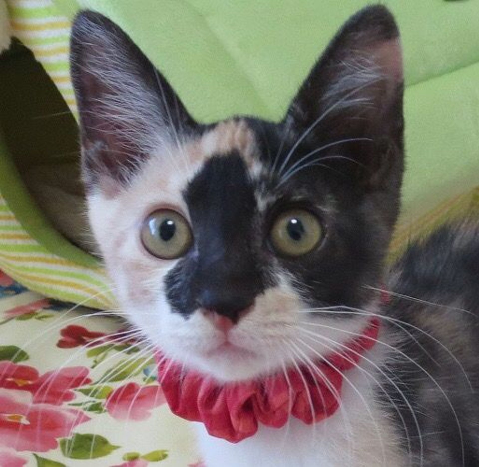 雑種（ミックス猫）・メスの里親募集の写真