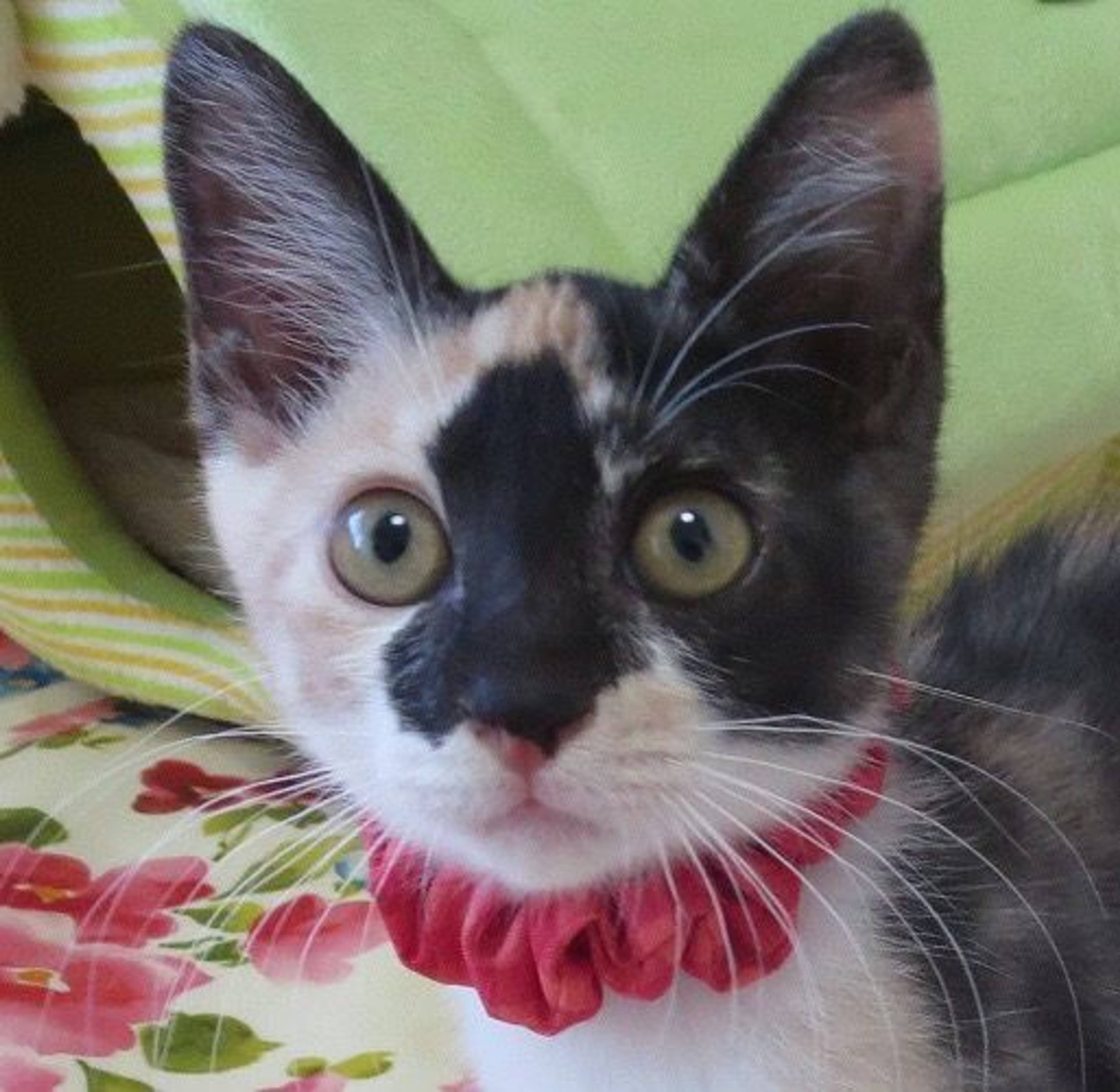 雑種（ミックス猫）・メスの里親募集の写真