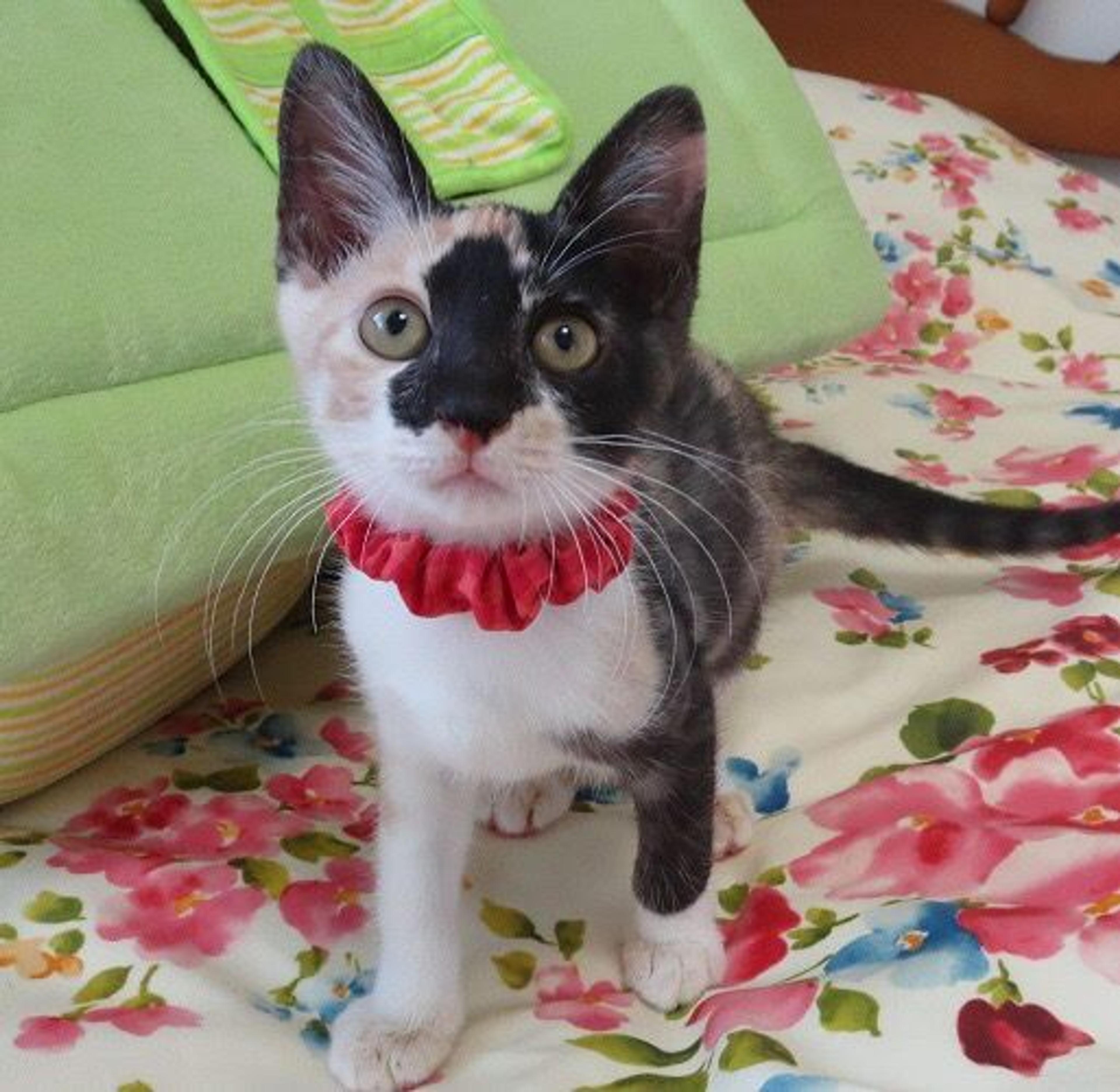 pet-image-2
