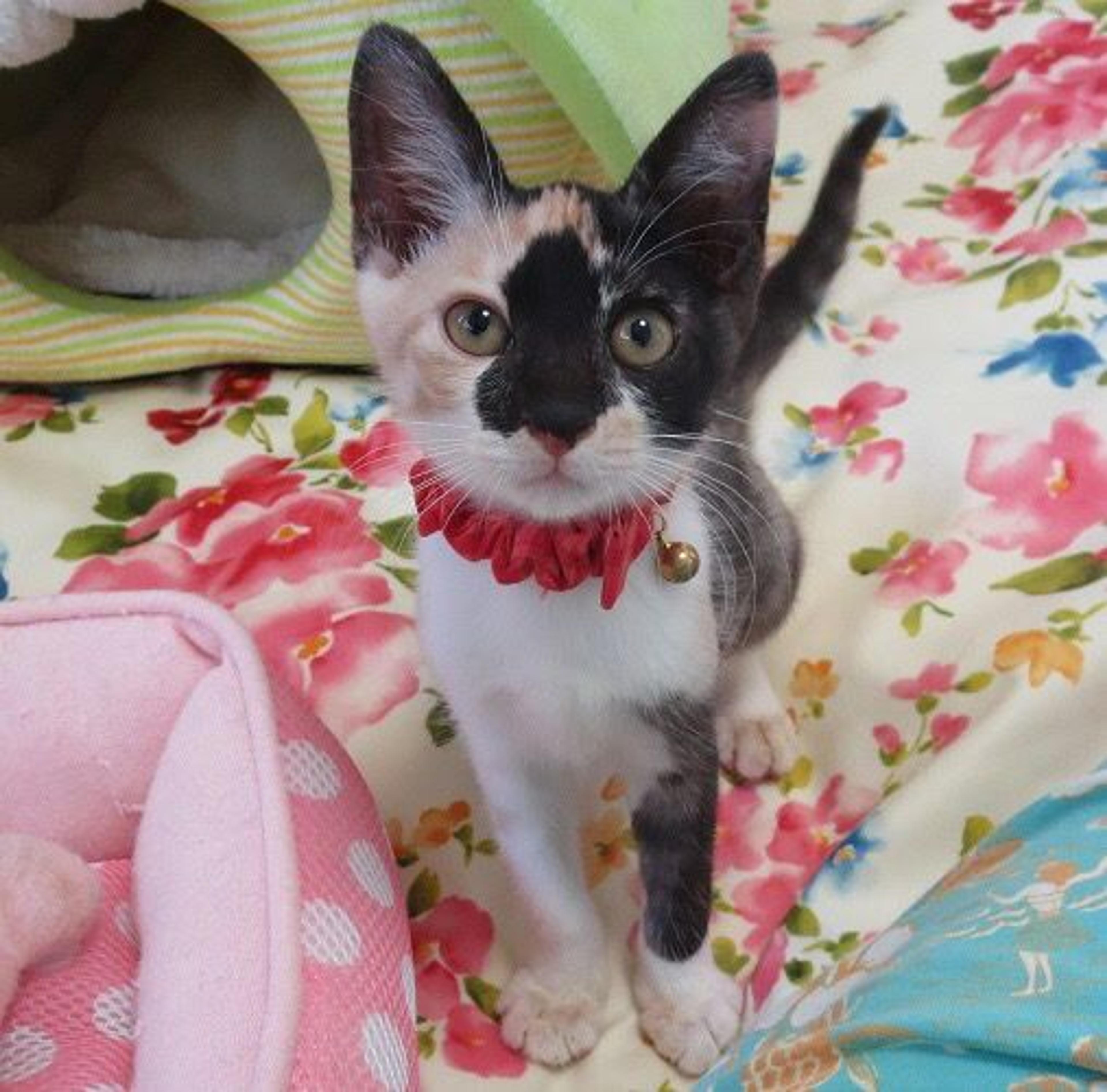 pet-image-3