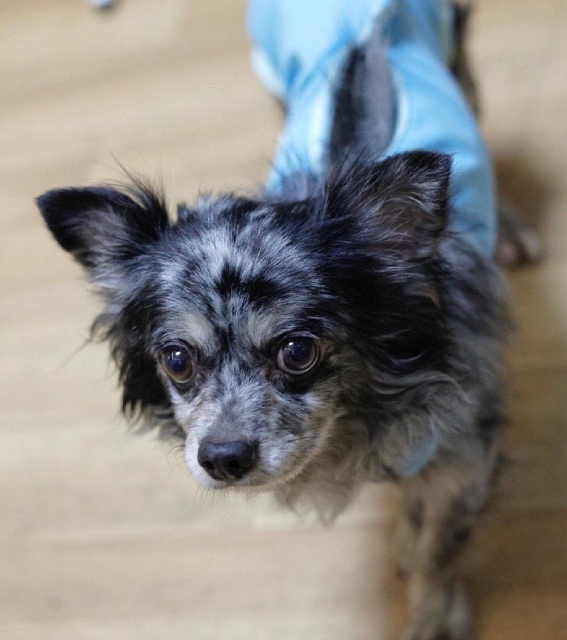 pet-image-3