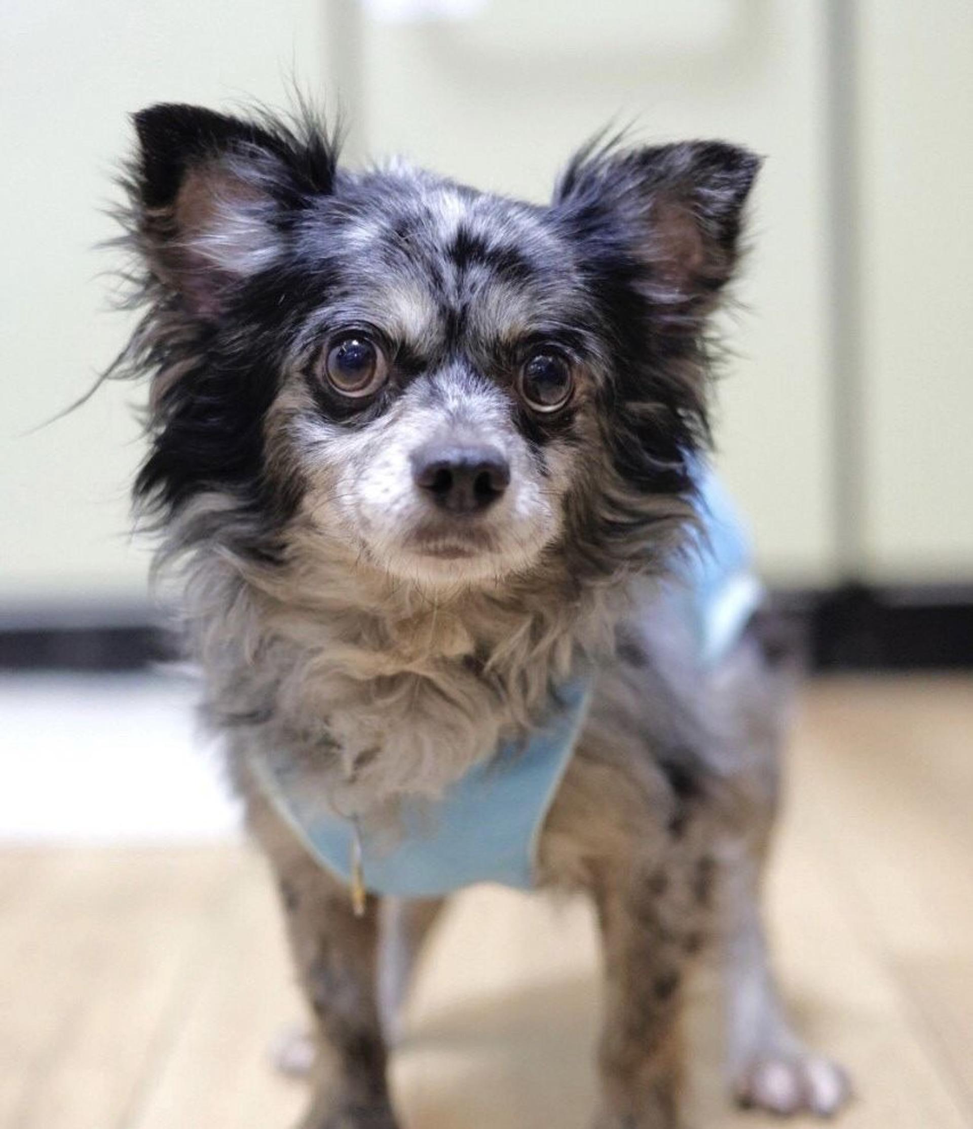 pet-image-4