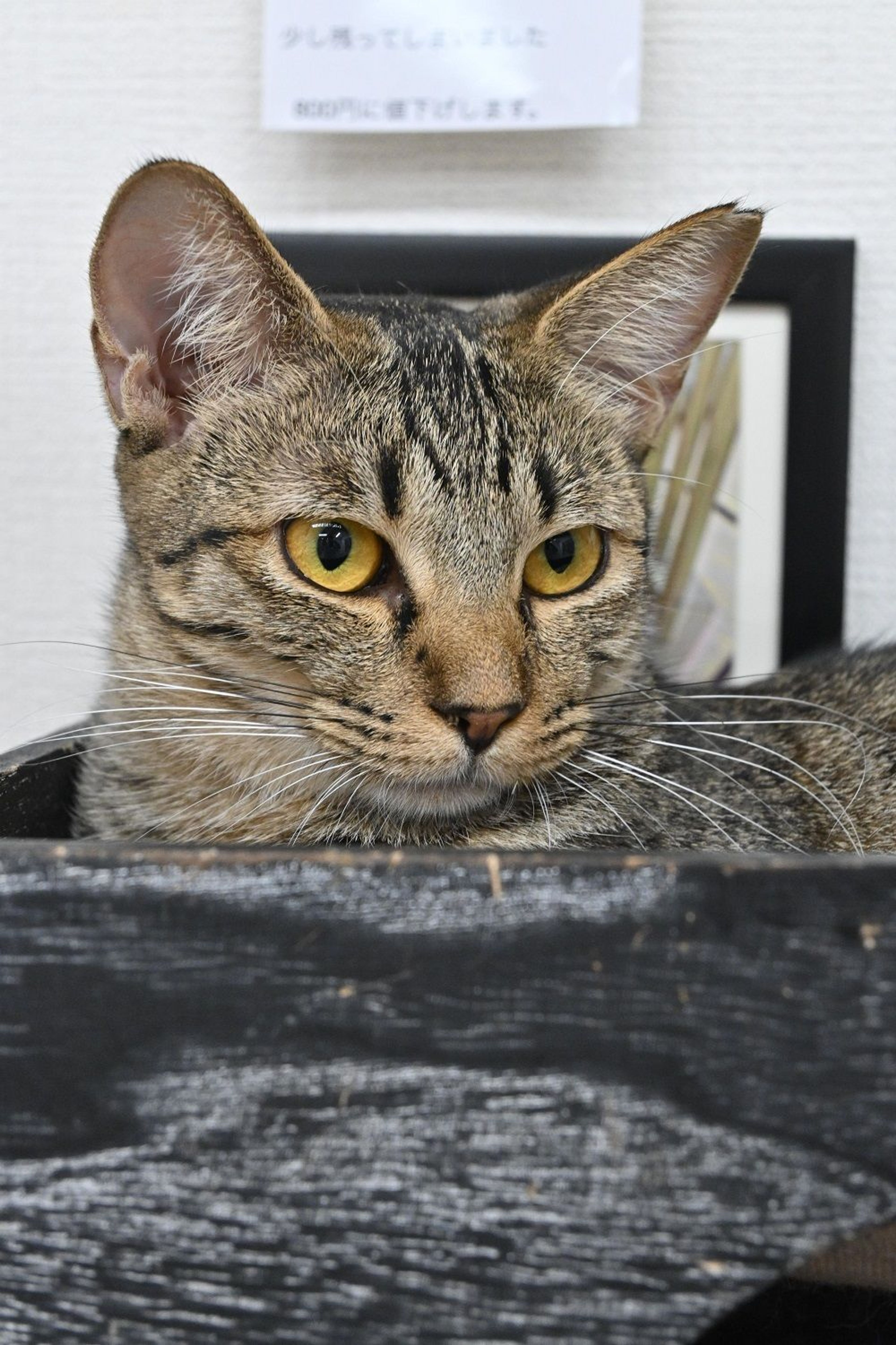 pet-image-3