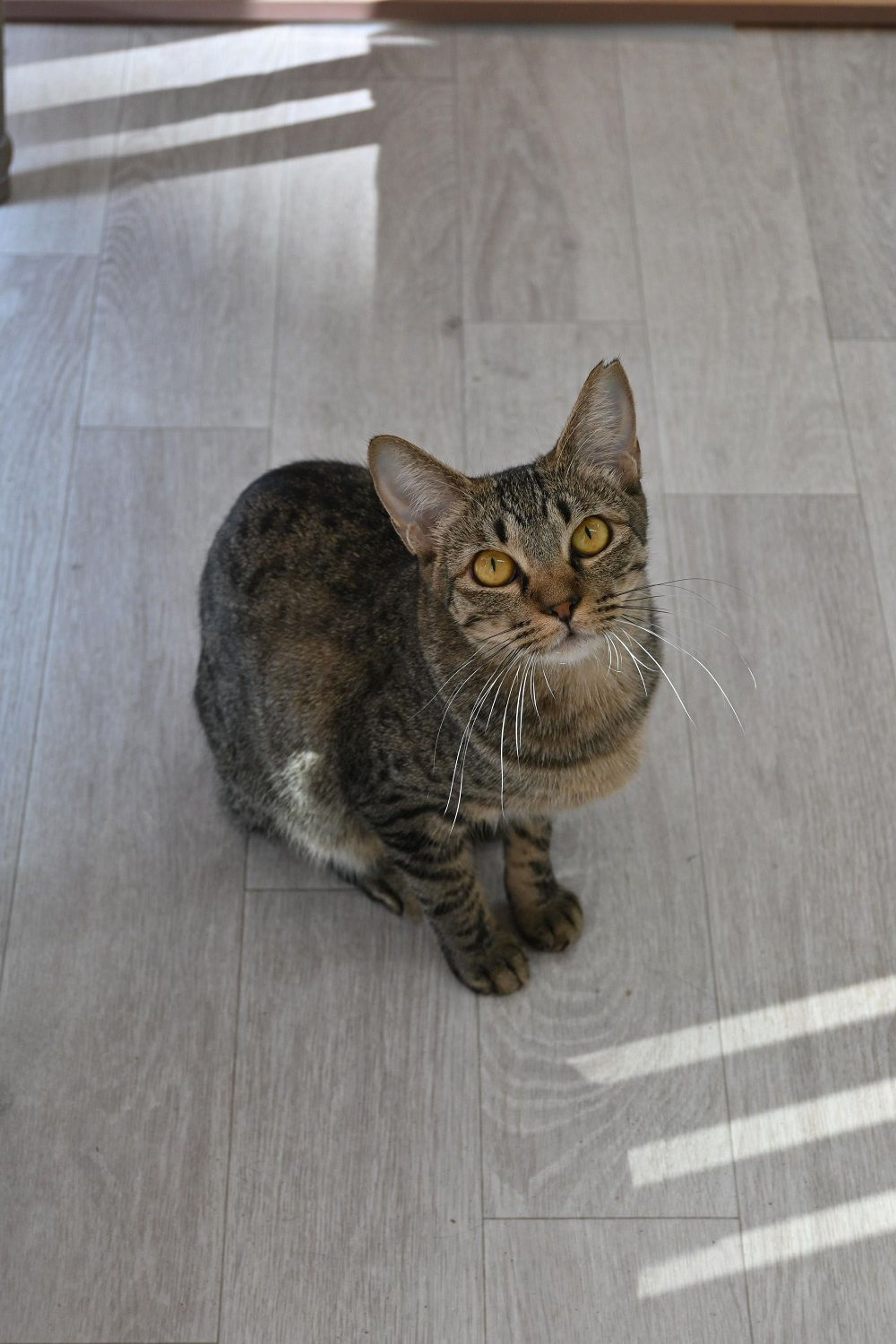 pet-image-4