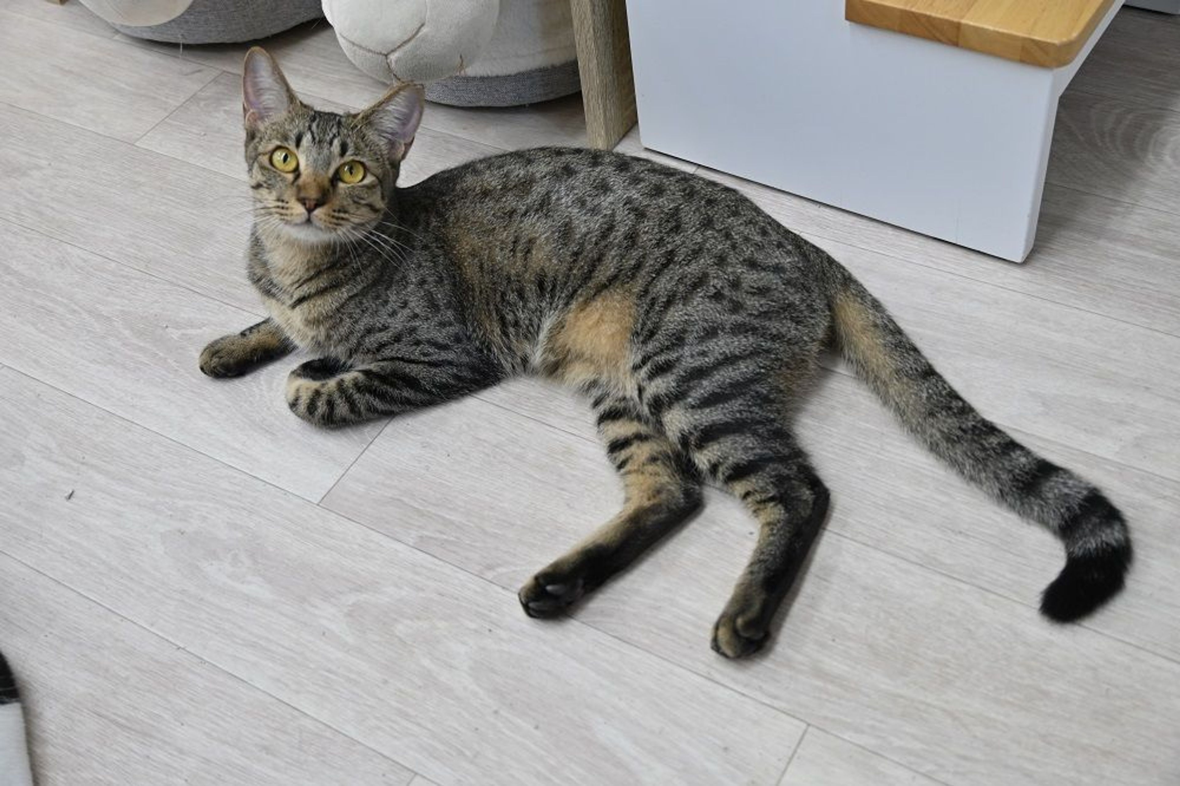 pet-image-5