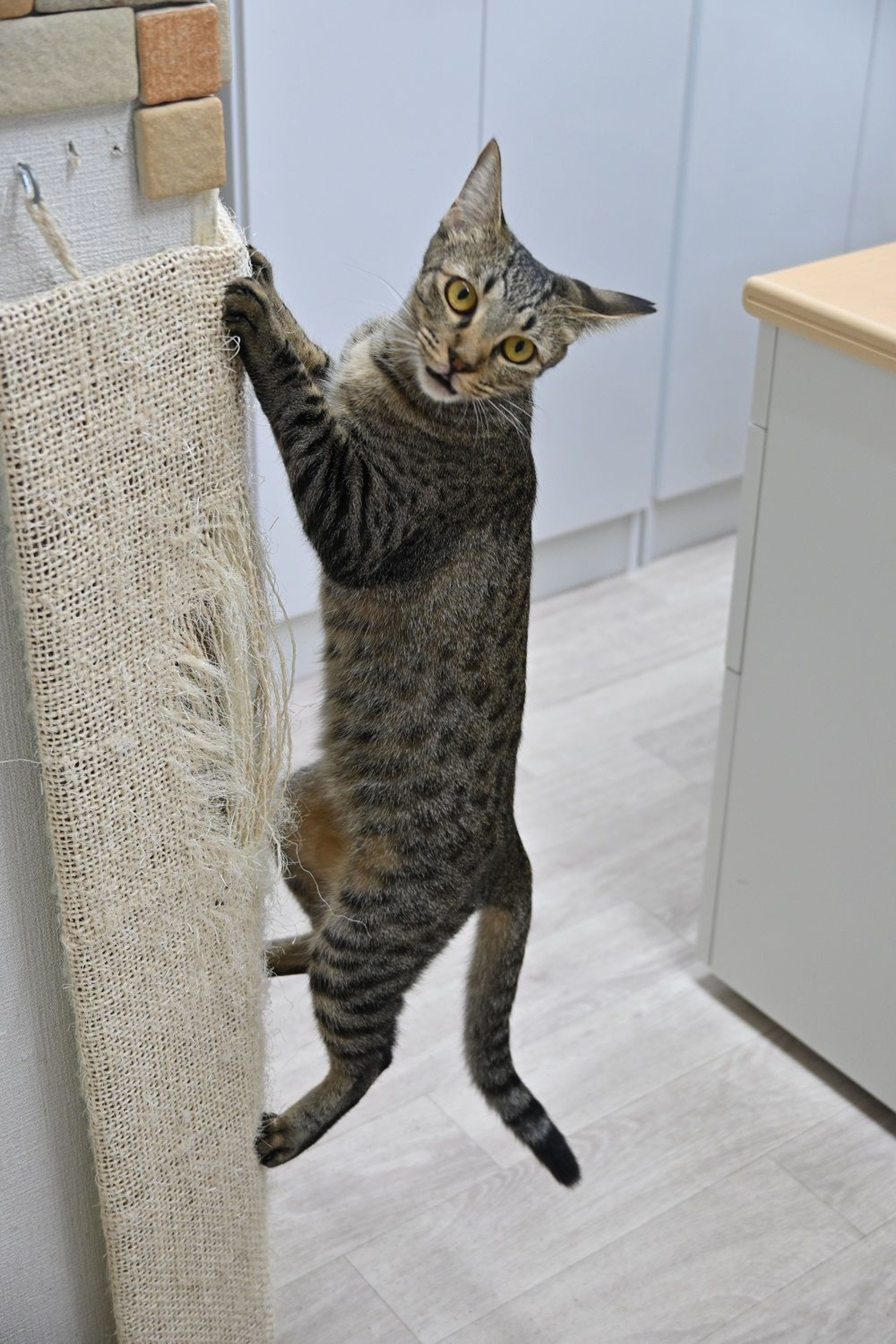 pet-image-6
