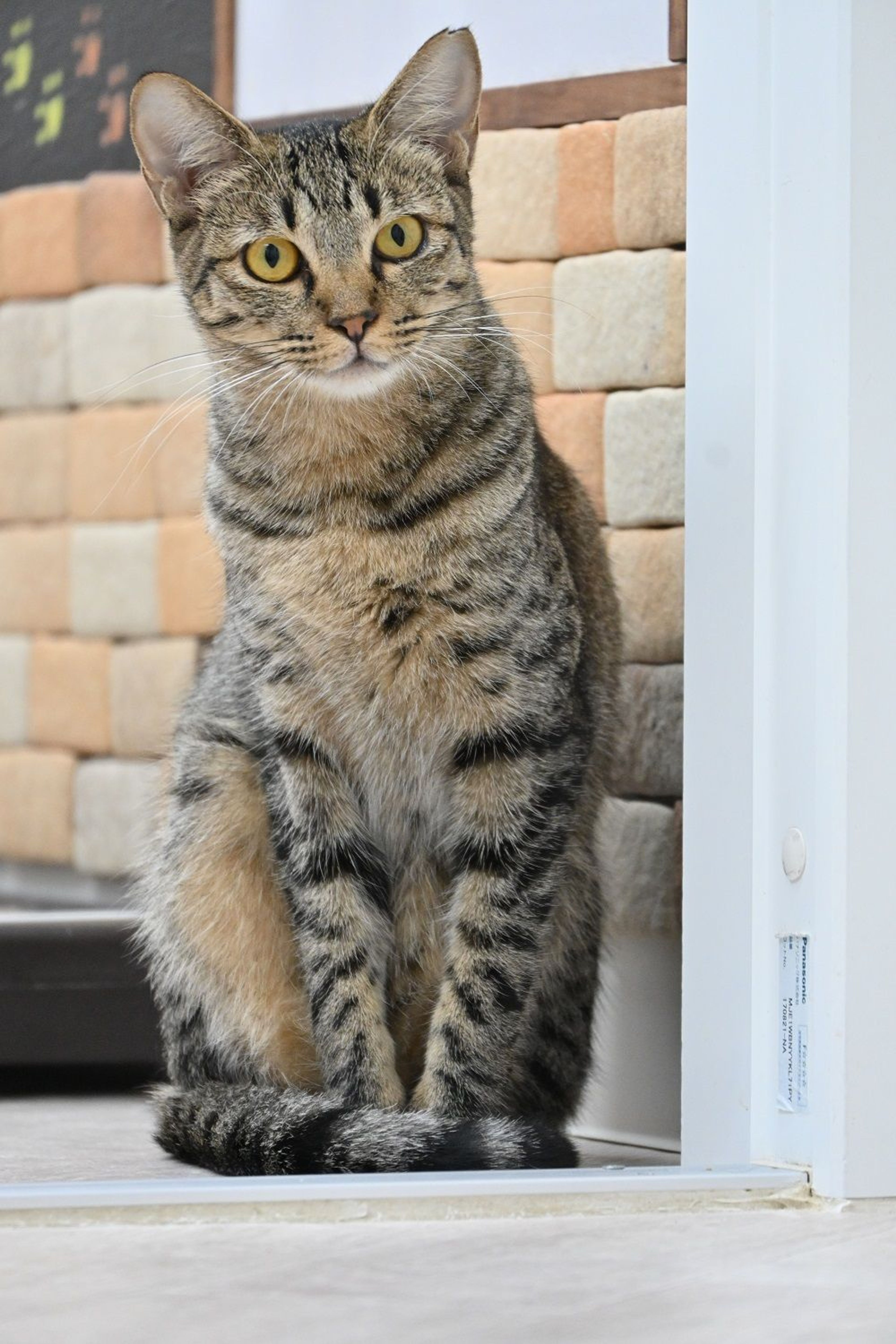 pet-image-7