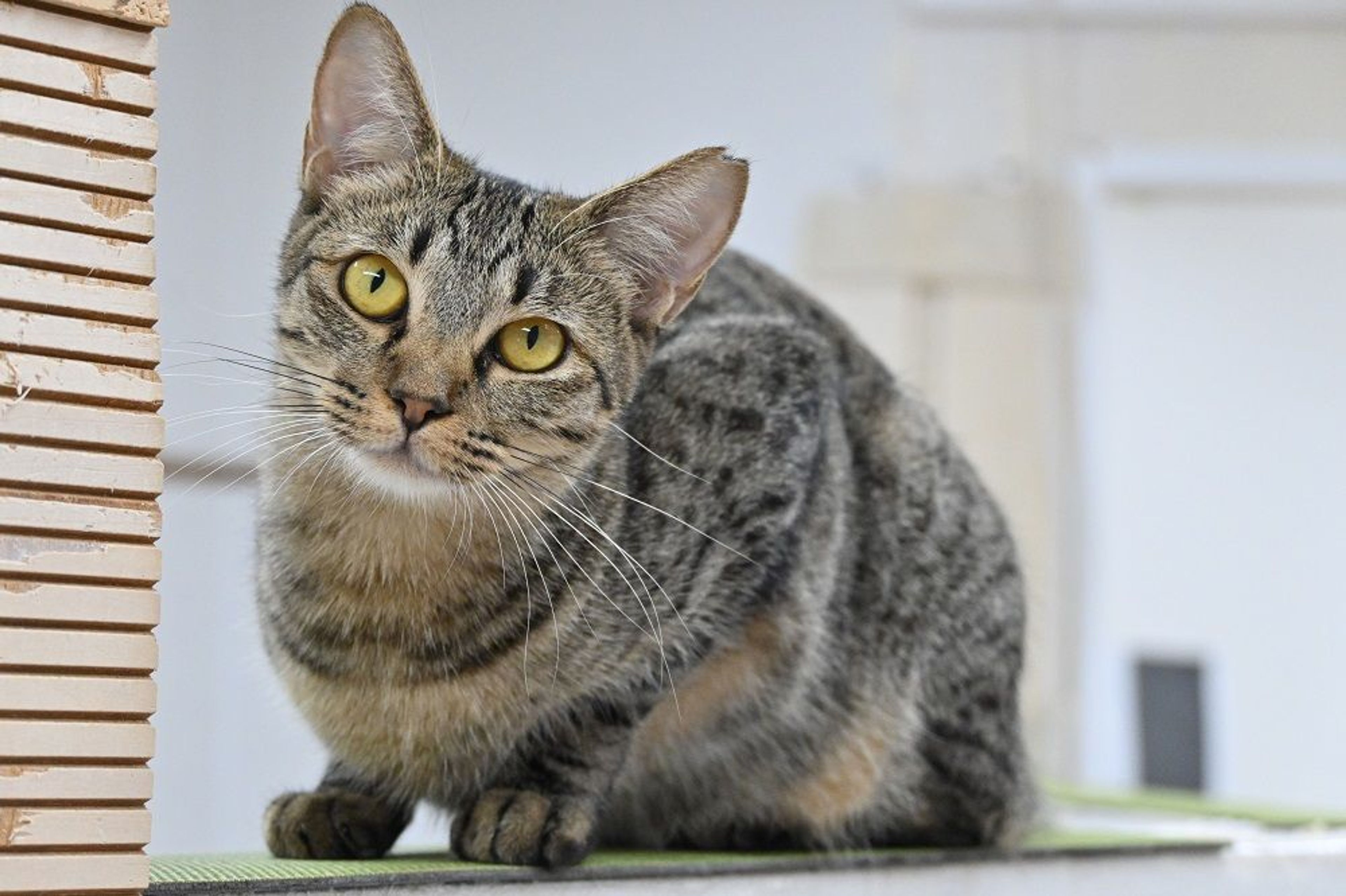 pet-image-8