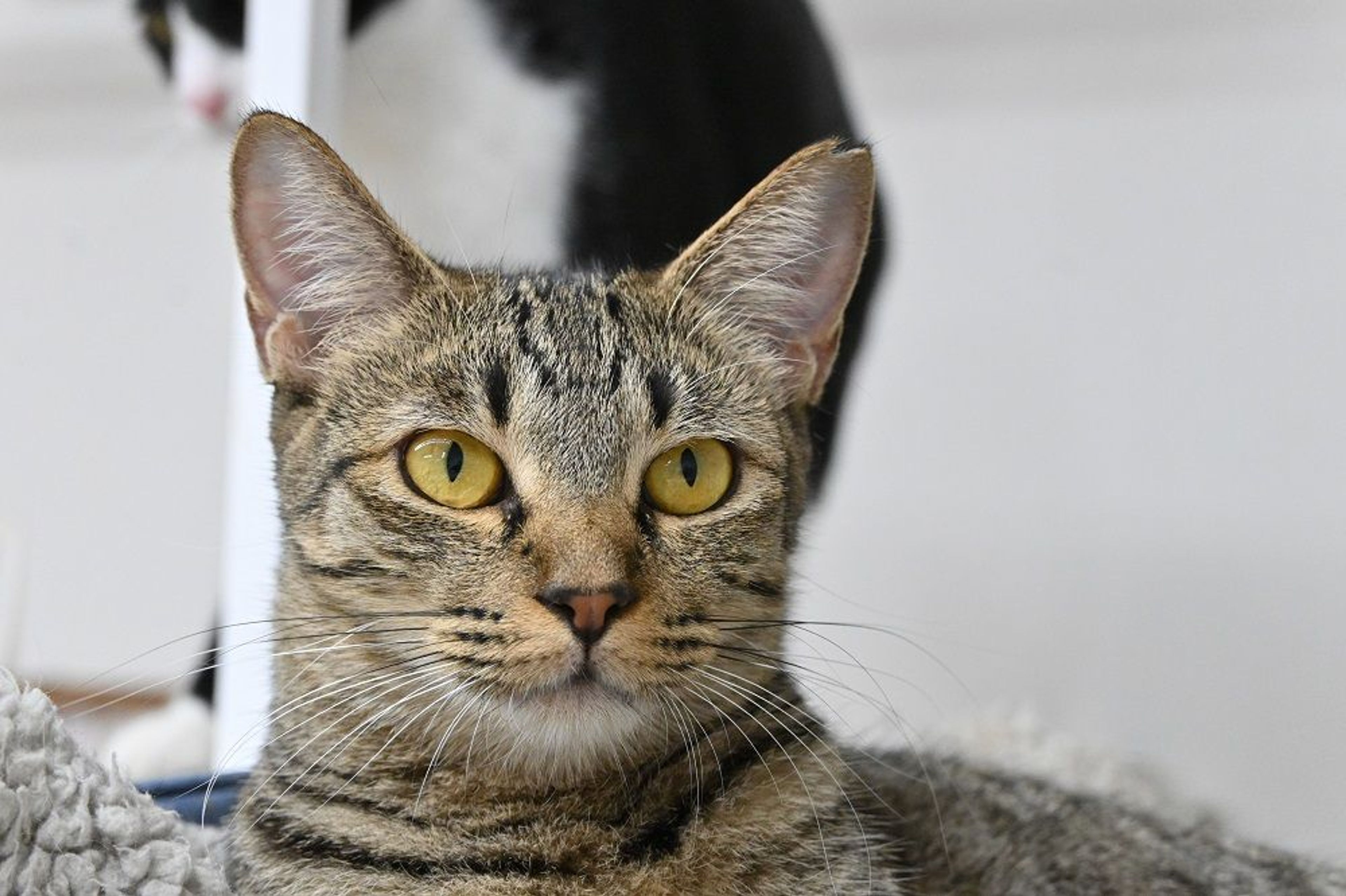 pet-image-9