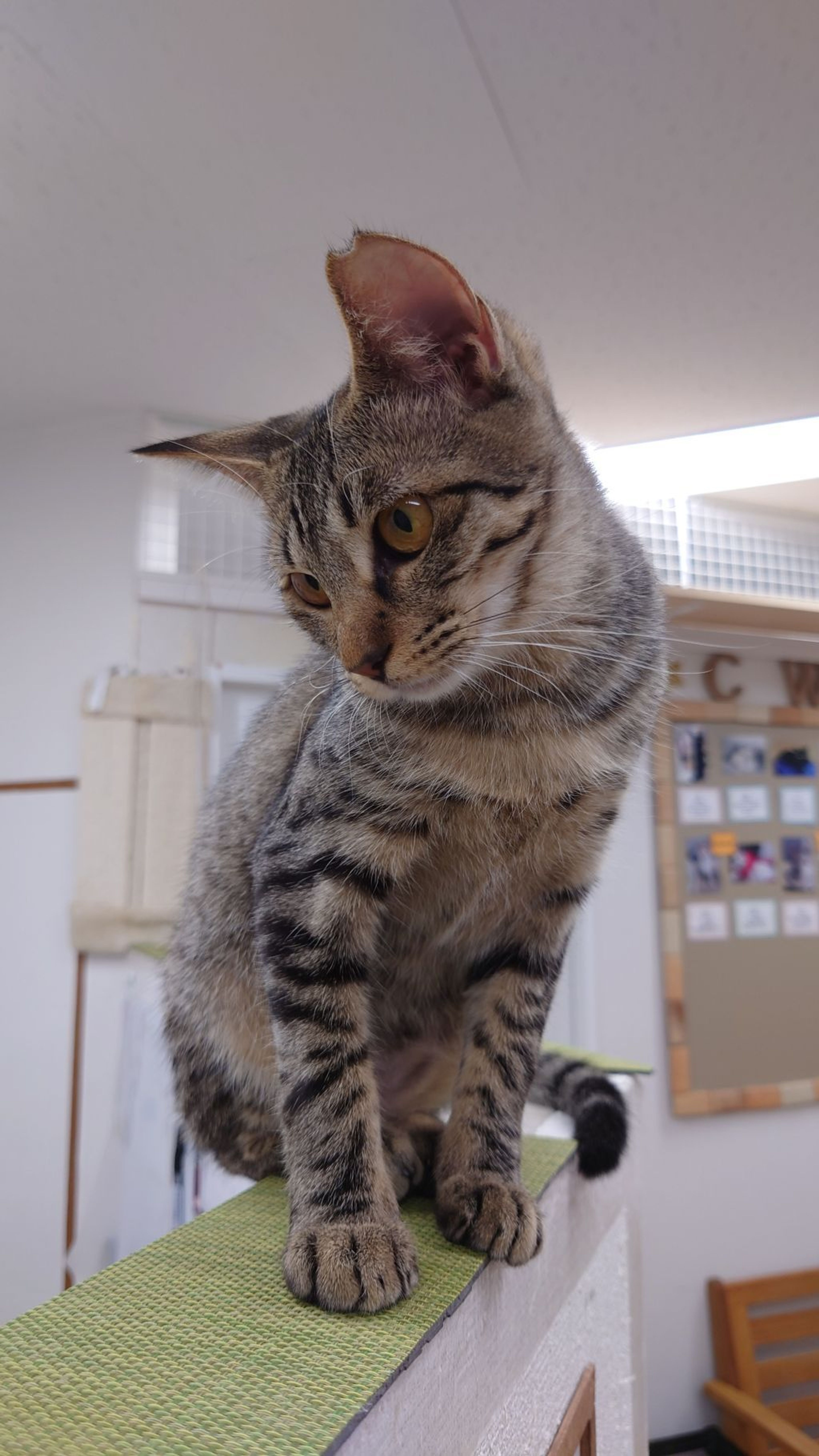pet-image-10