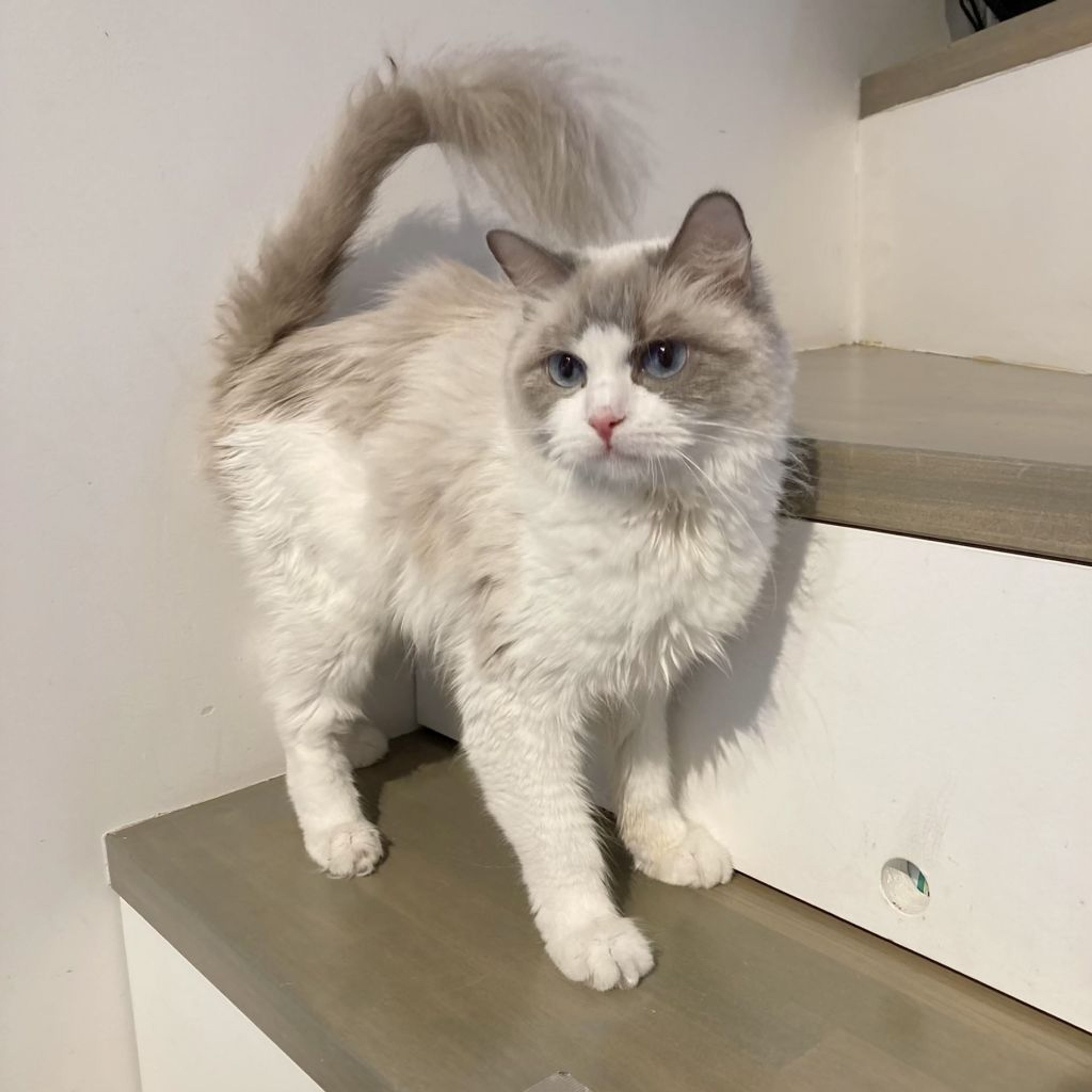 pet-image-3