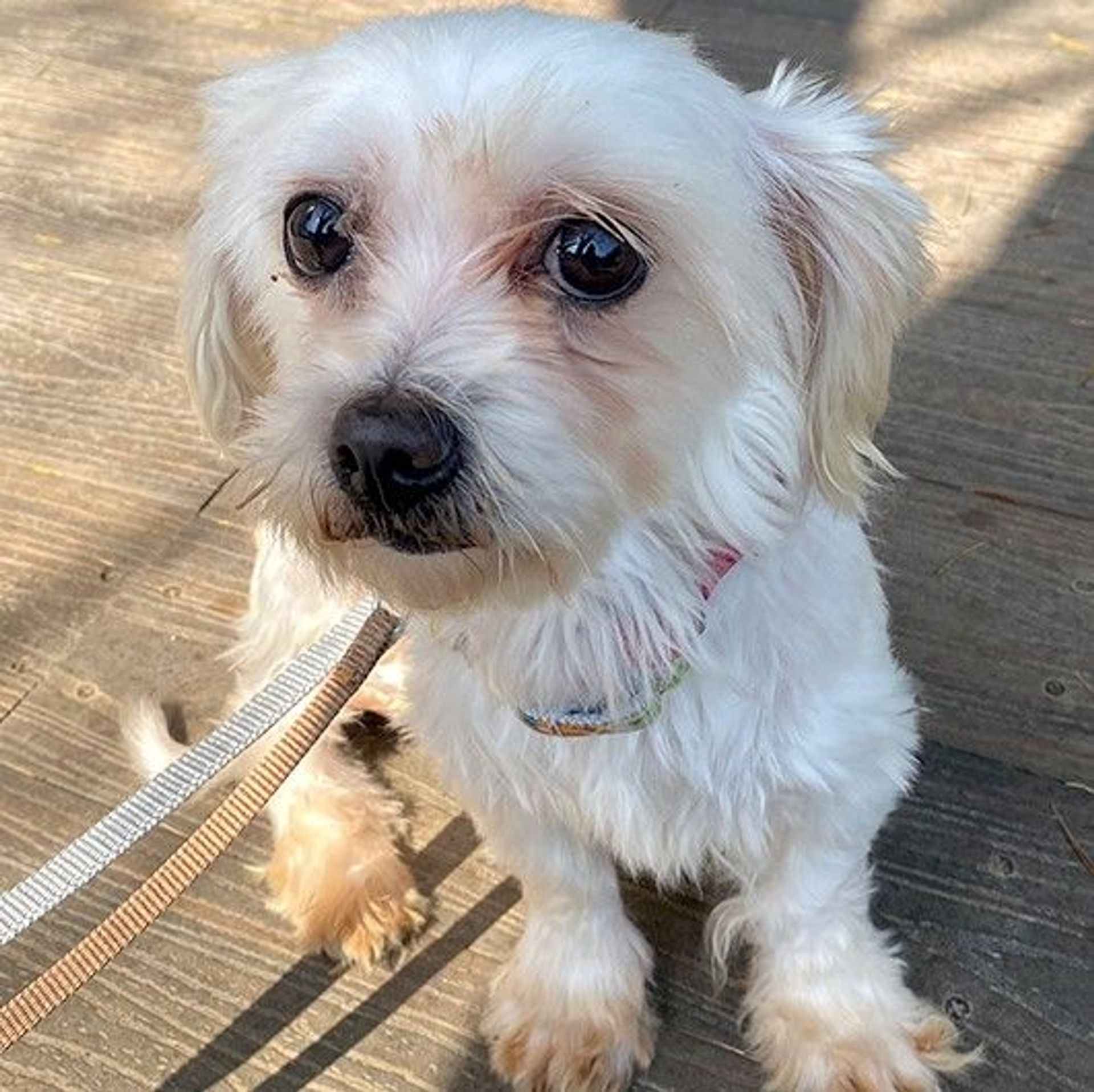 雑種（ミックス犬）・メスの里親募集の写真