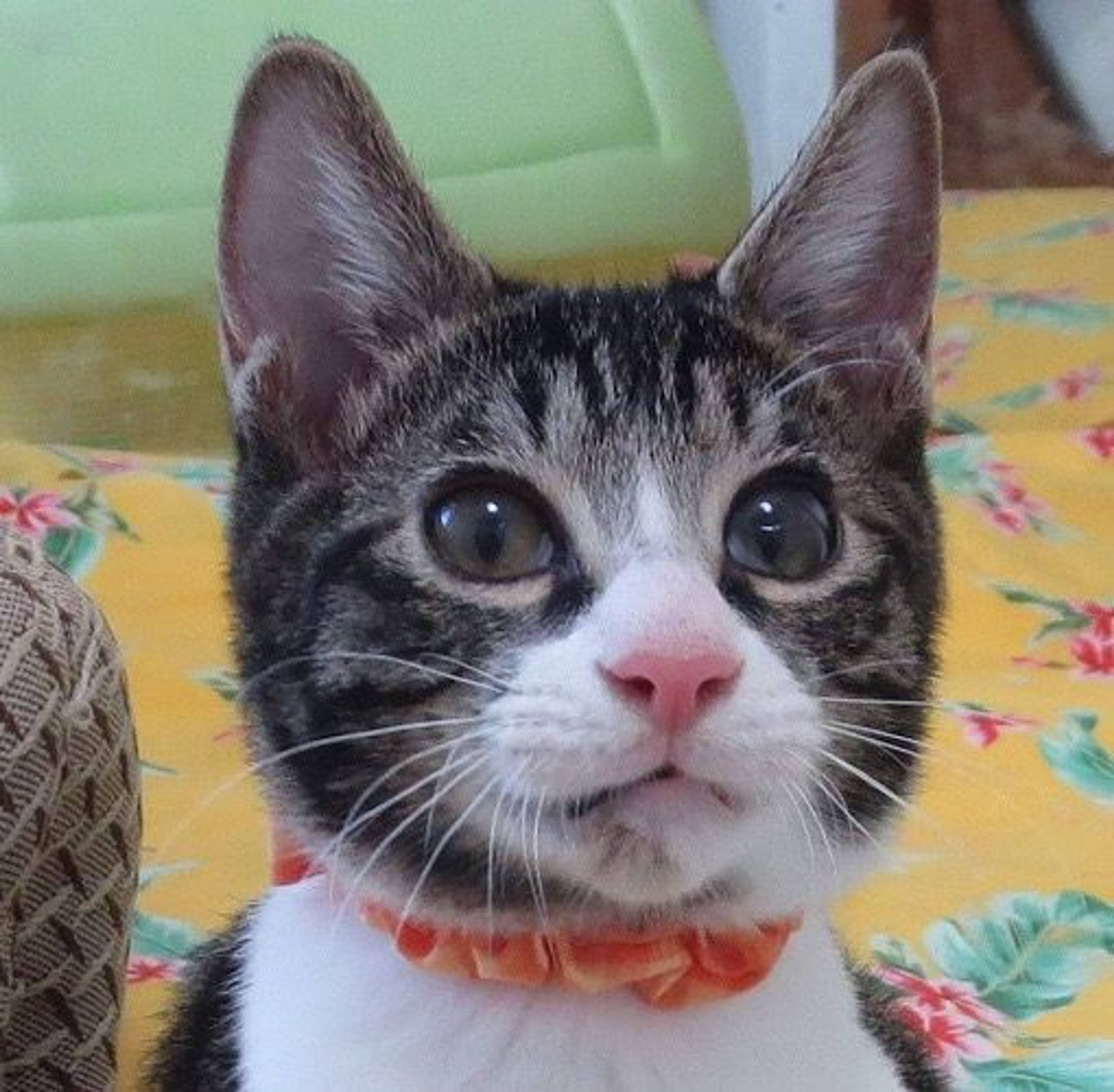 雑種（ミックス猫）・オスの里親募集の写真