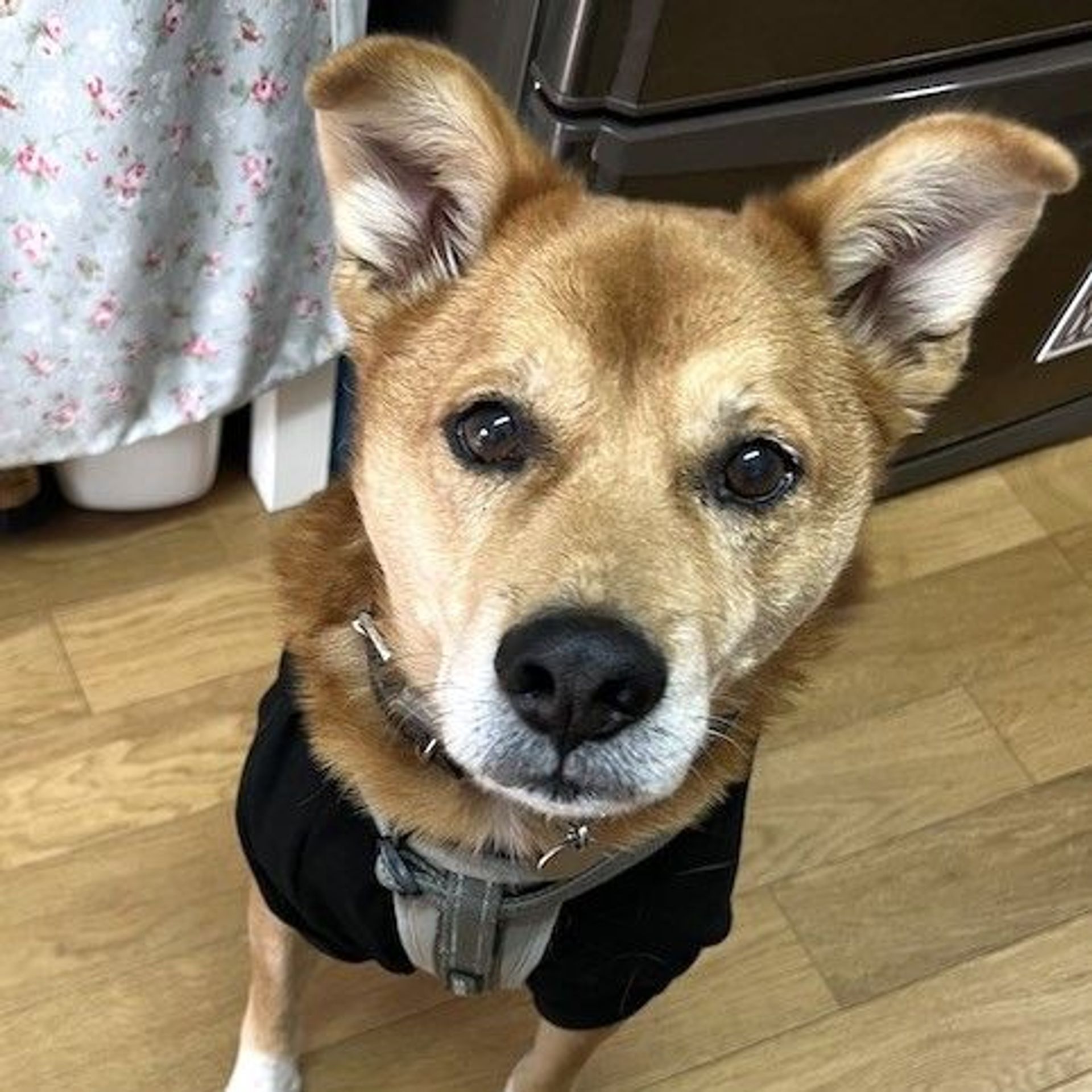 雑種（ミックス犬）・オスの里親募集の写真