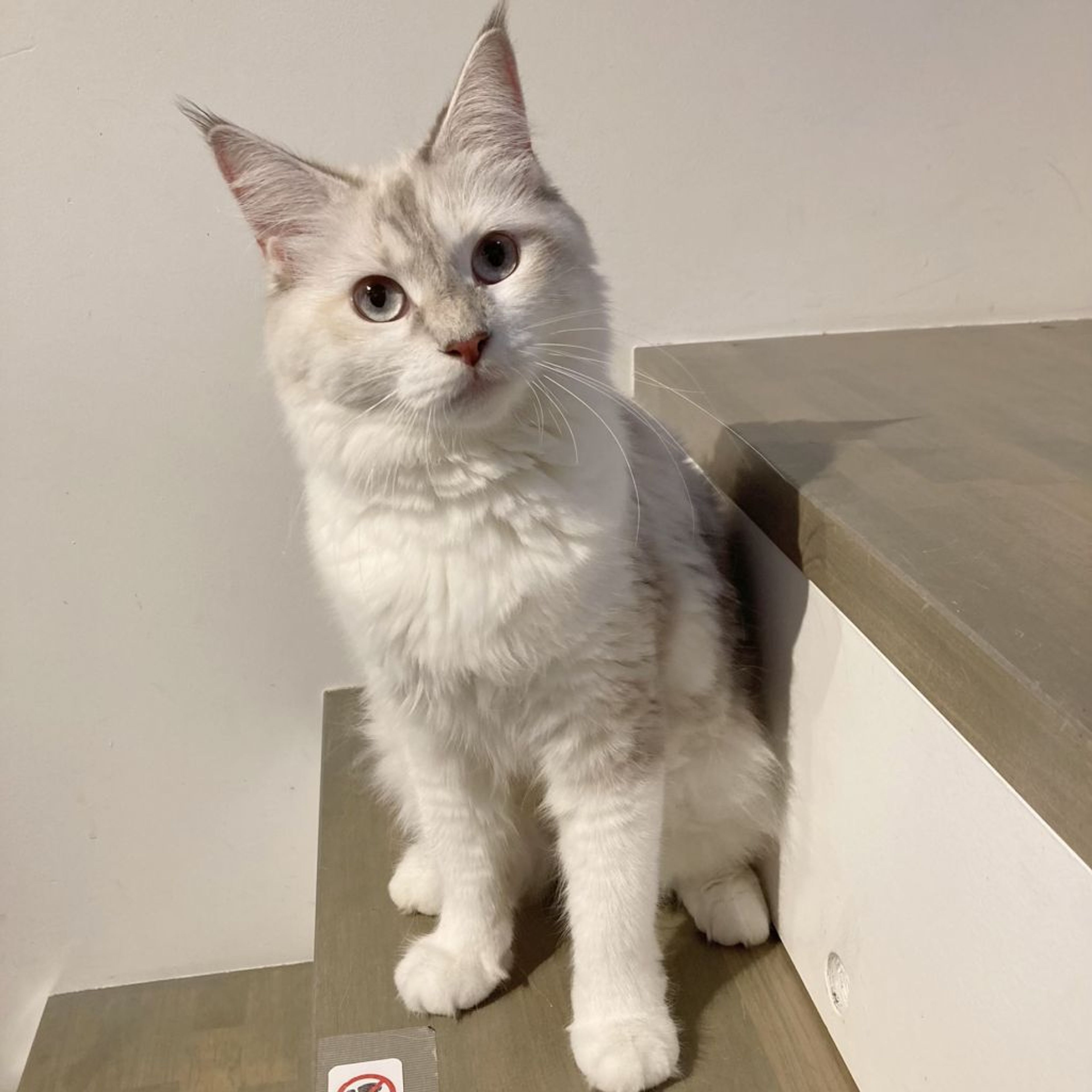 ノルウェージャンフォレストキャット・メスの里親募集の写真