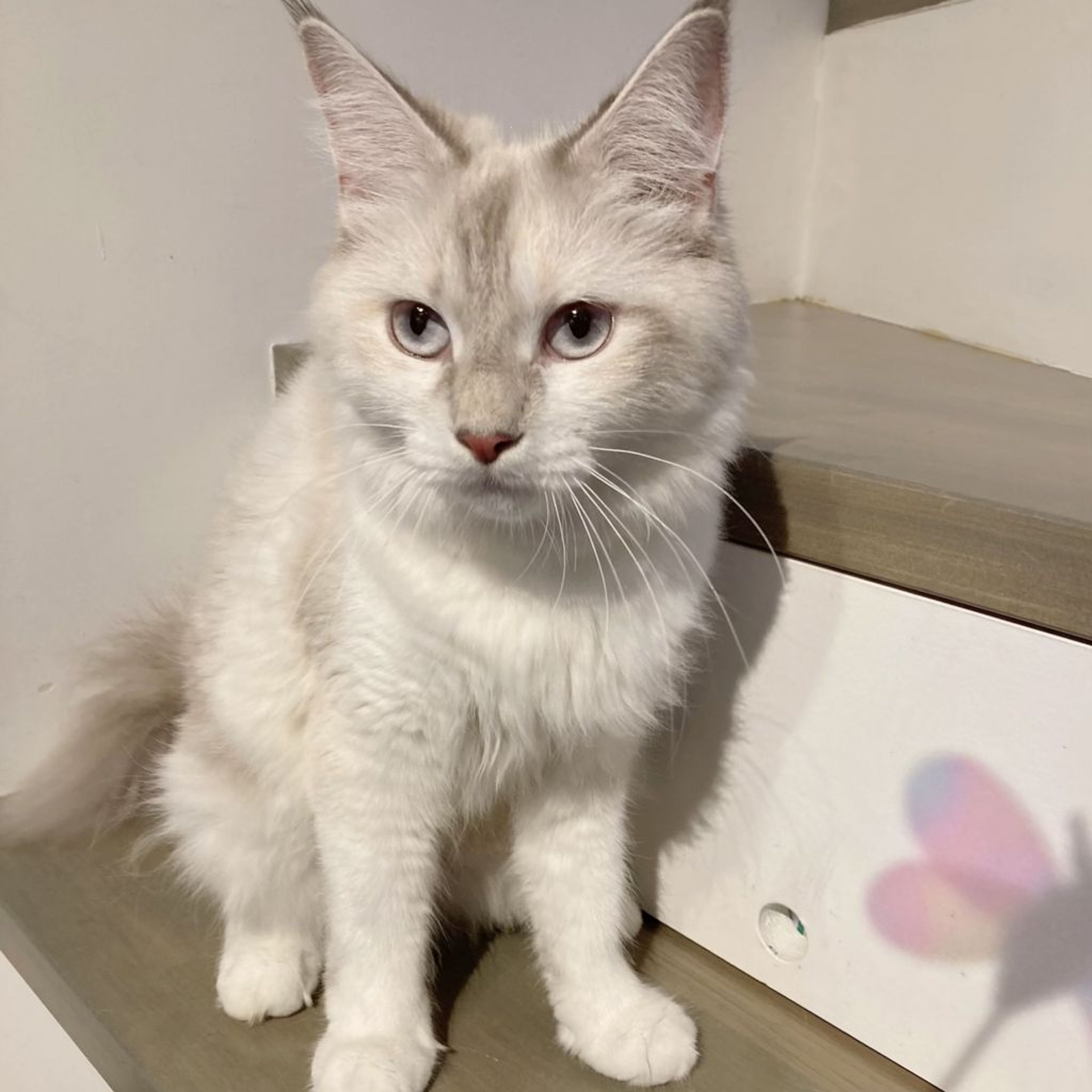 pet-image-3