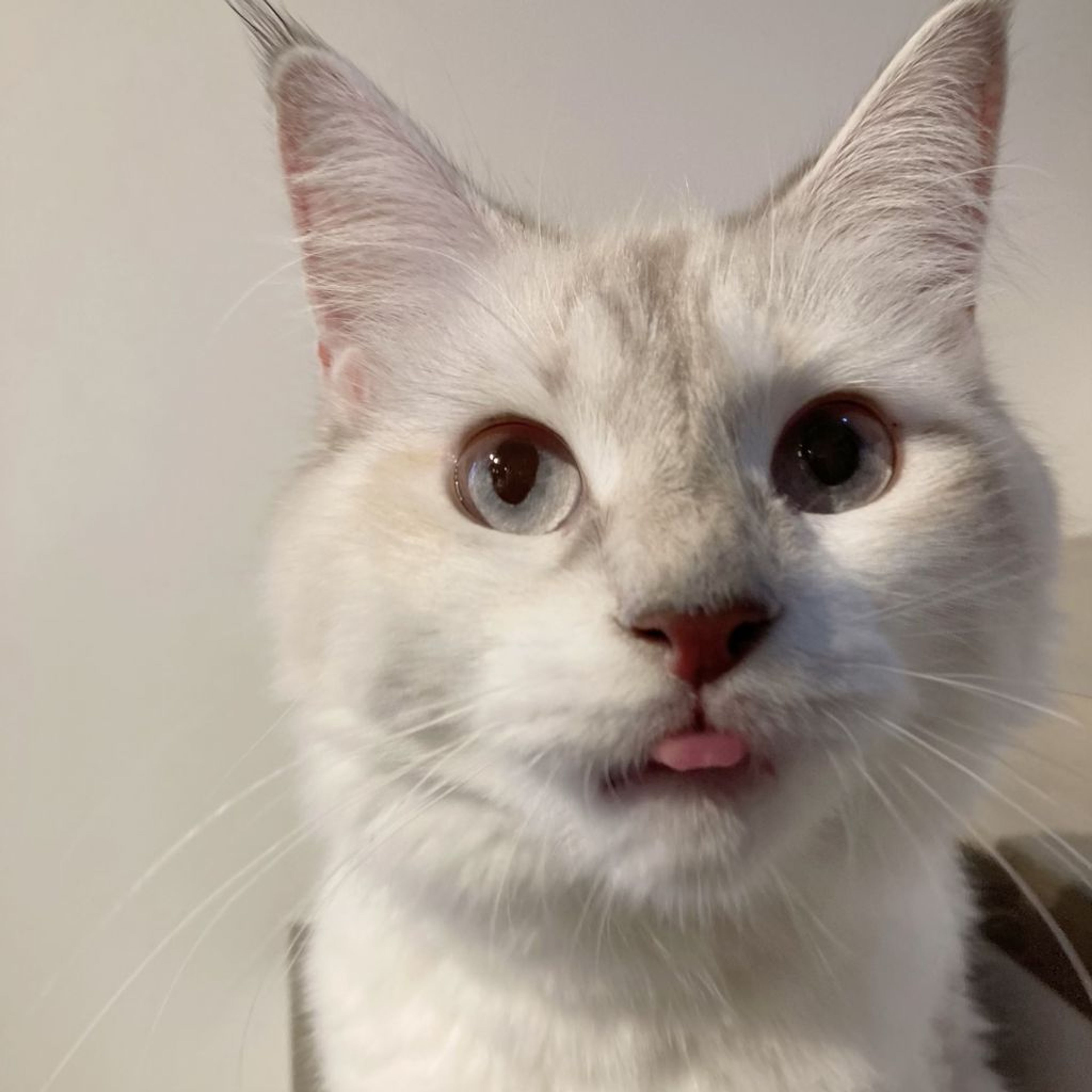 pet-image-4