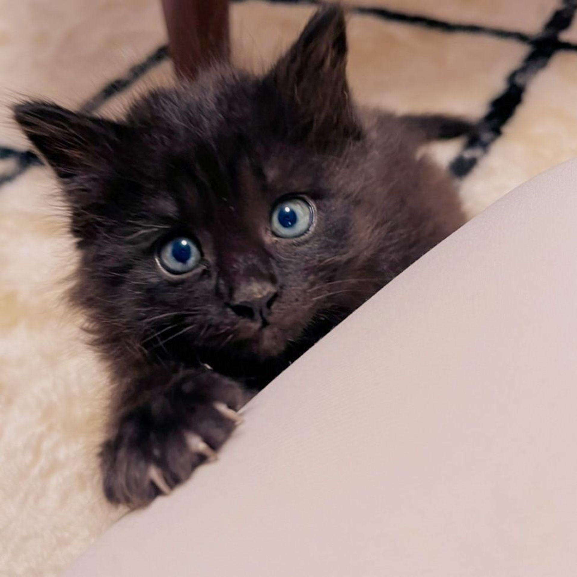 雑種（ミックス猫）・オスの里親募集の写真