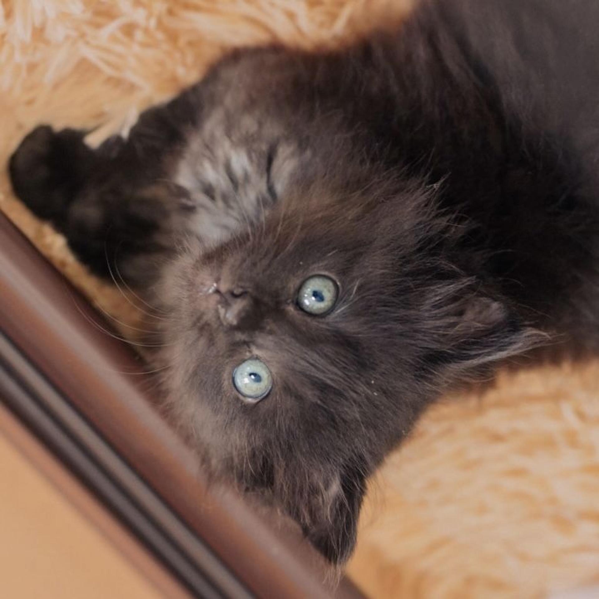 pet-image-4