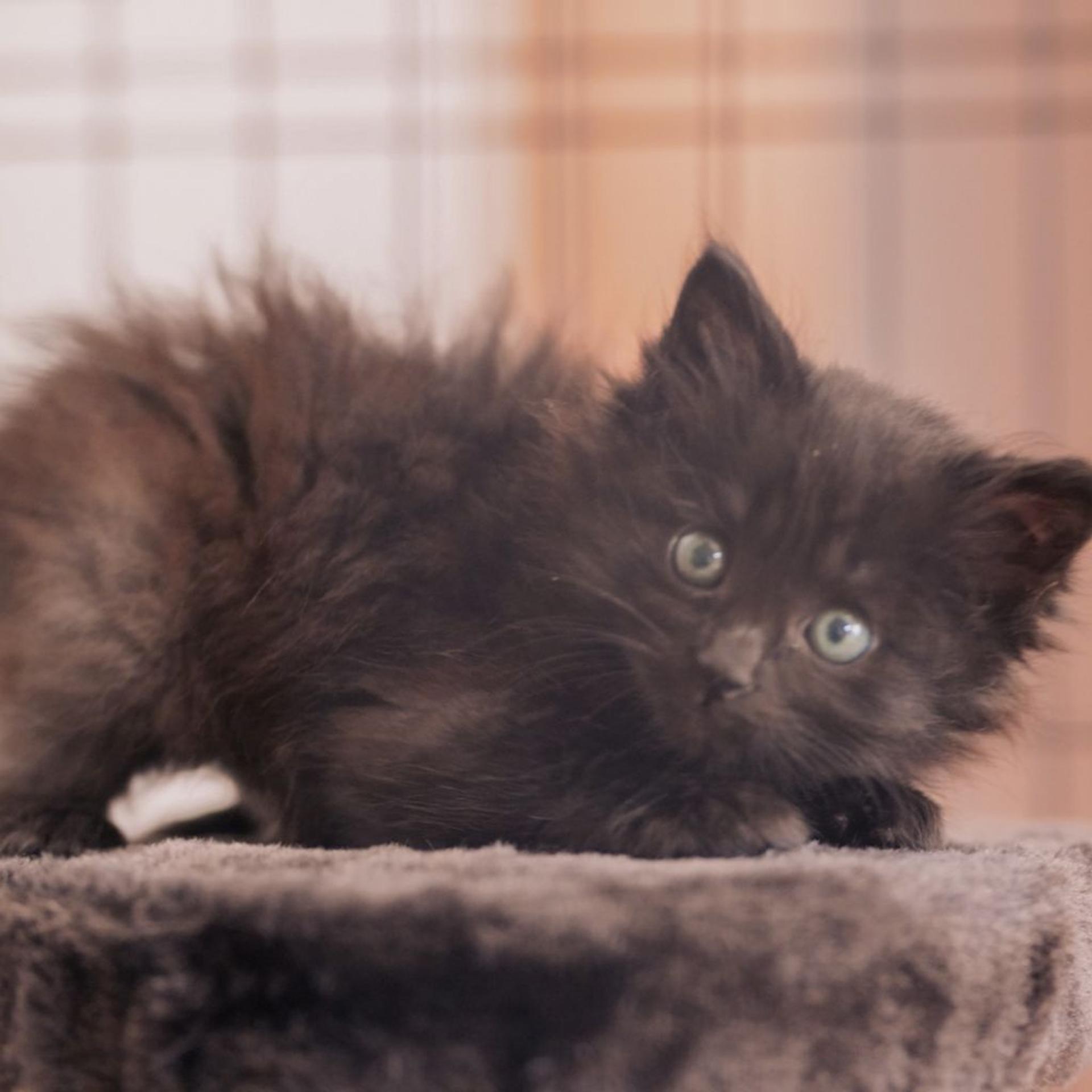 pet-image-5