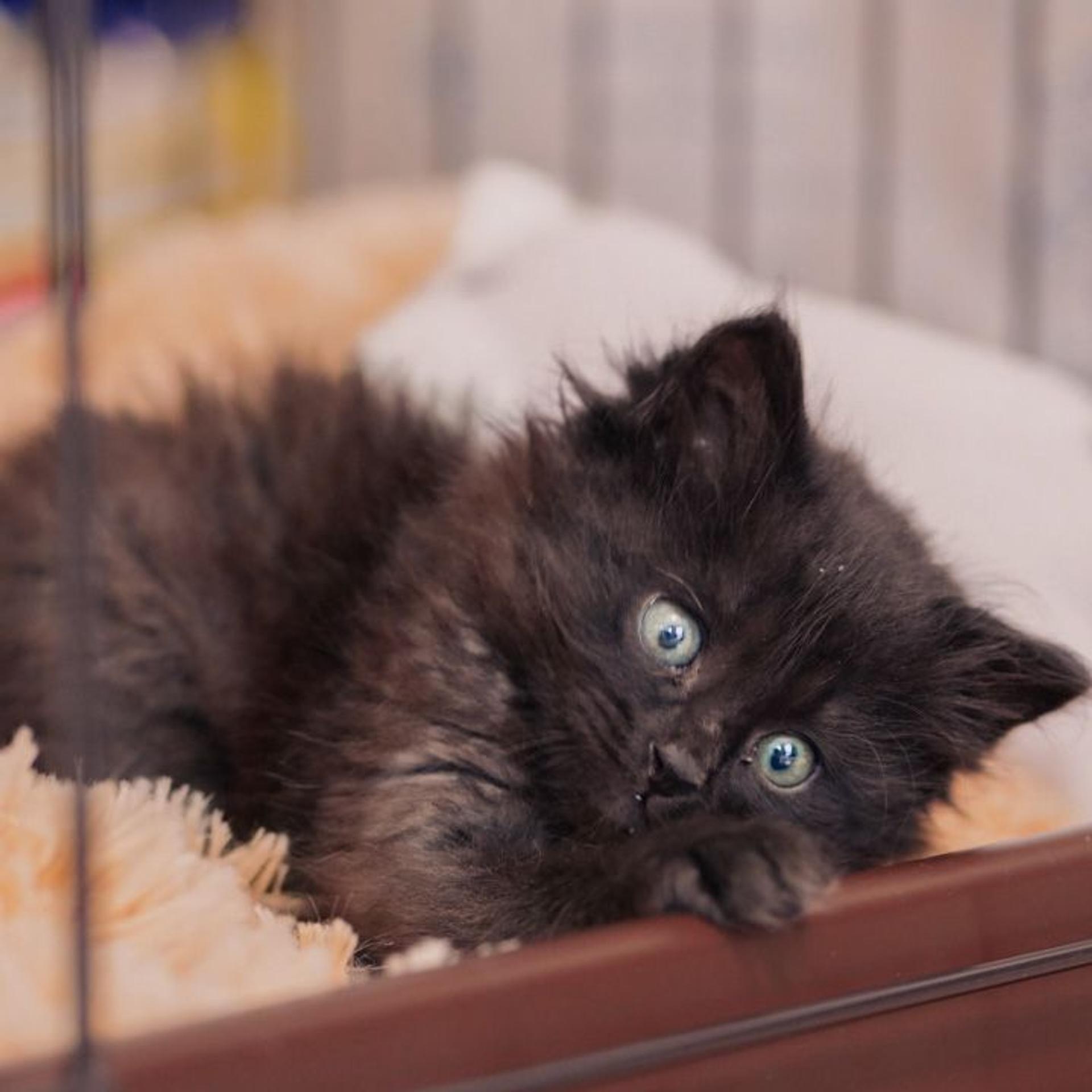 pet-image-6