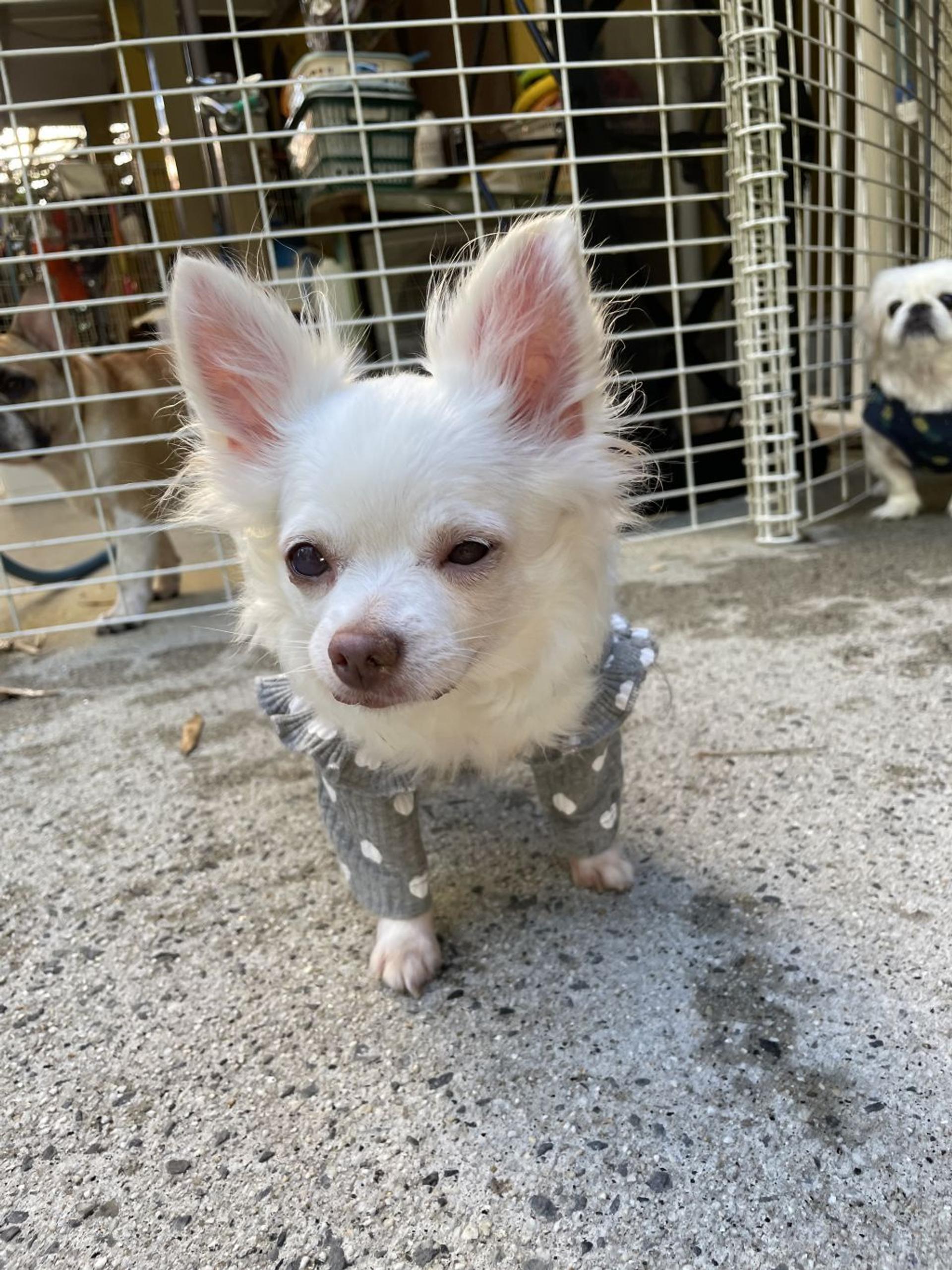 pet-image-3