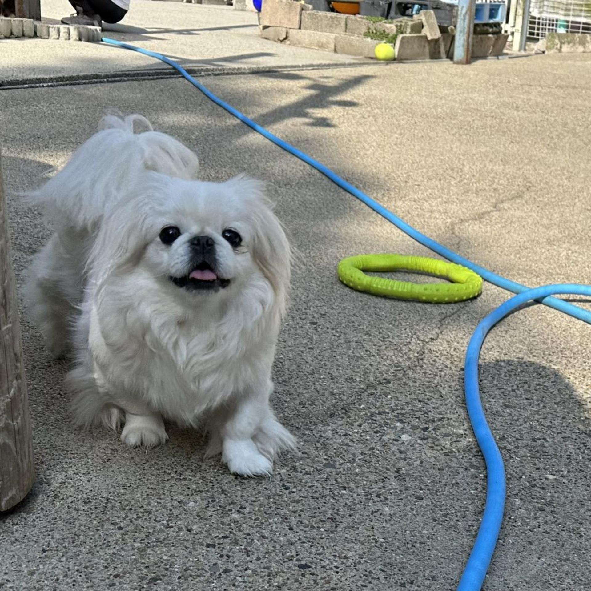pet-image-3