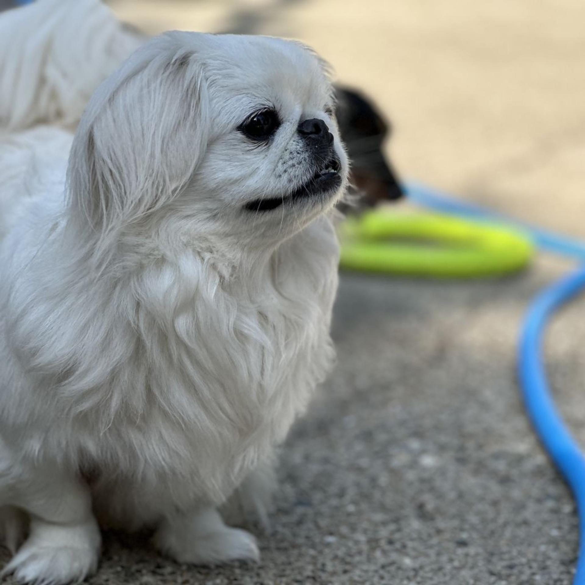 pet-image-4